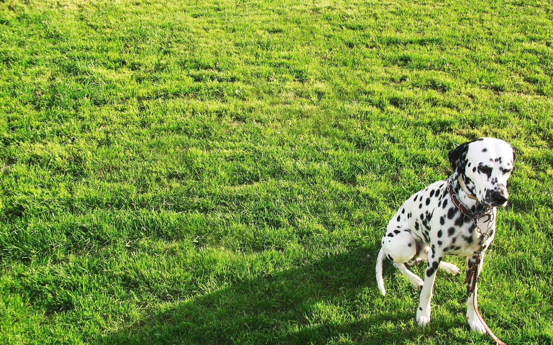 High resolution Dalmatian hd 1920x1200 background ID:433544 for PC