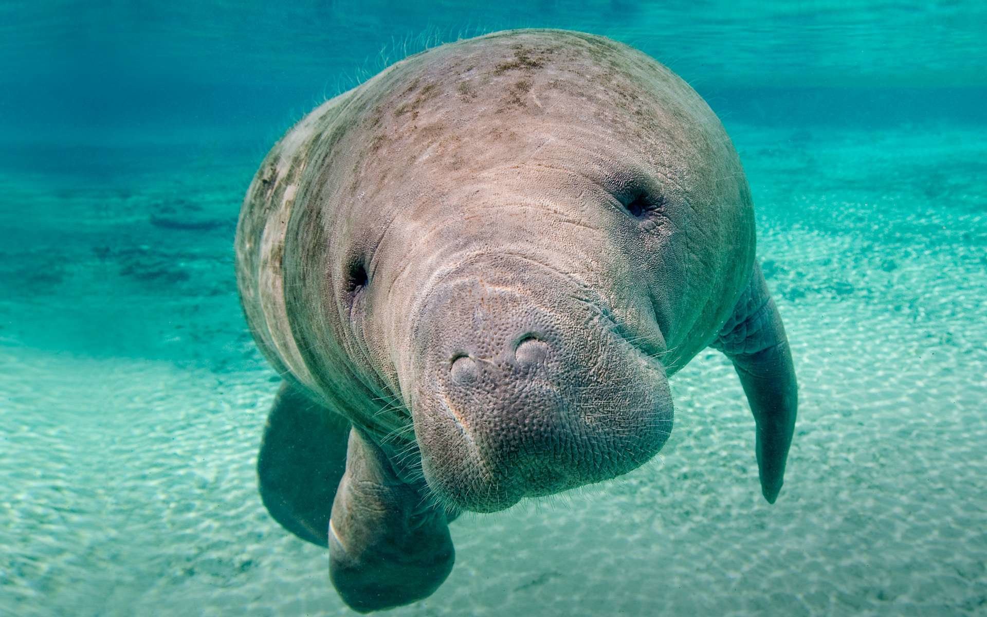 Awesome Manatee free background ID:43401 for hd 1920x1200 desktop