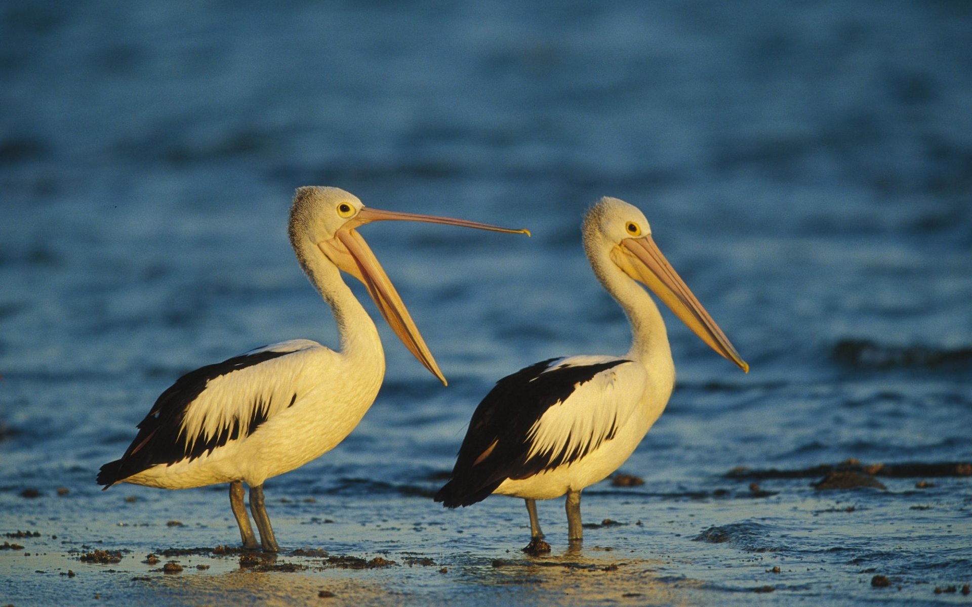 Free Pelican high quality background ID:189555 for hd 1920x1200 desktop
