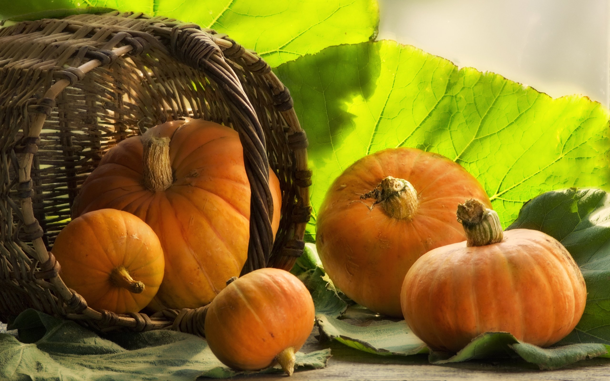 Awesome Pumpkin free wallpaper ID:194471 for hd 2560x1600 PC