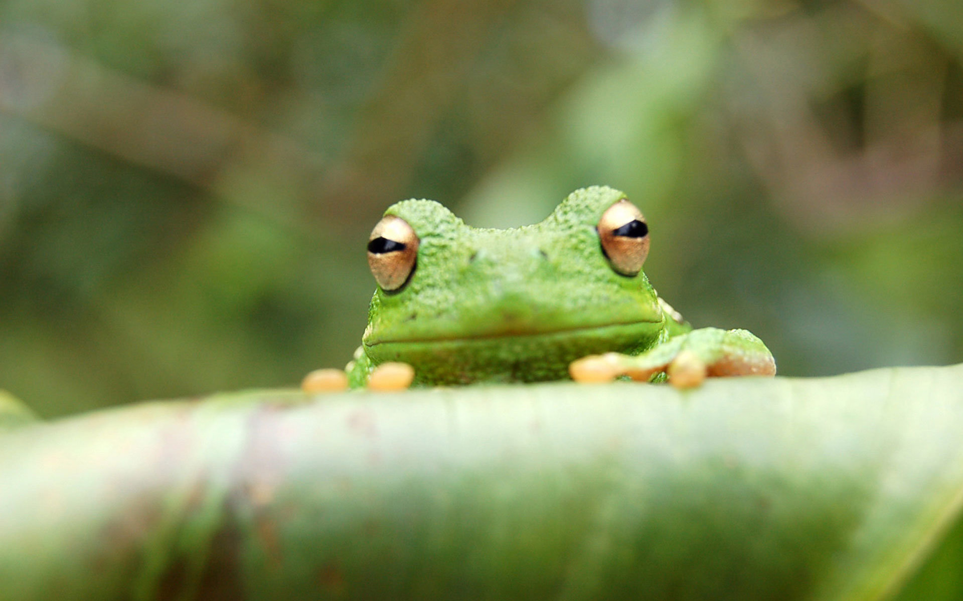 High resolution Tree Frog hd 1920x1200 wallpaper ID:385869 for PC