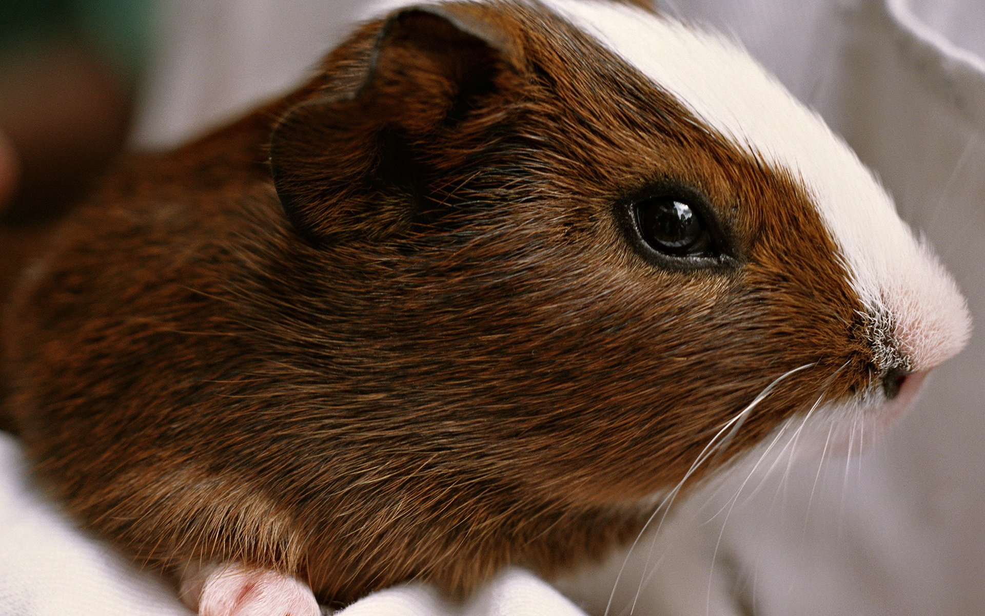 Free Guinea Pig high quality background ID:270981 for hd 1920x1200 computer