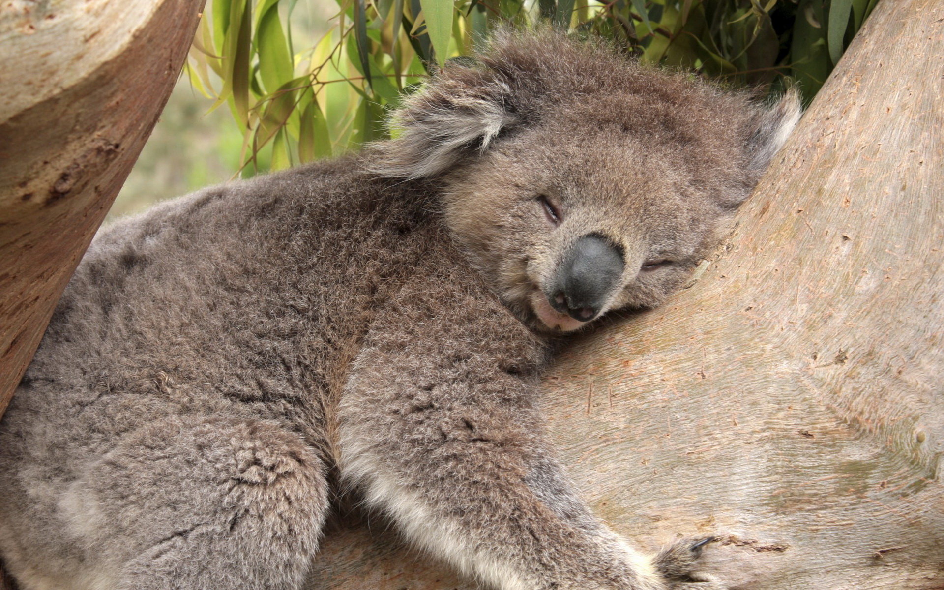 Download hd 1920x1200 Koala computer background ID:74263 for free