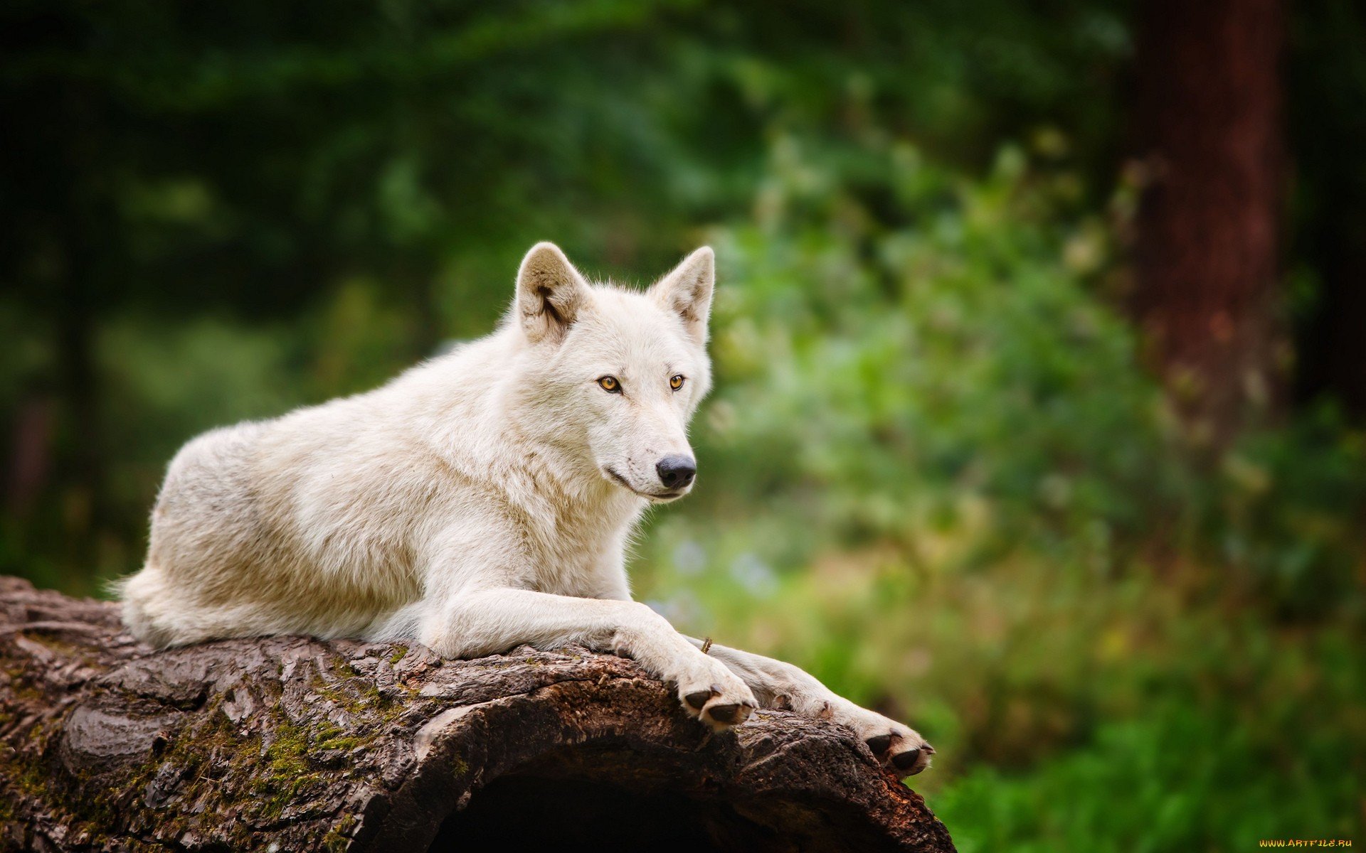 Free Arctic Wolf high quality background ID:233914 for hd 1920x1200 desktop