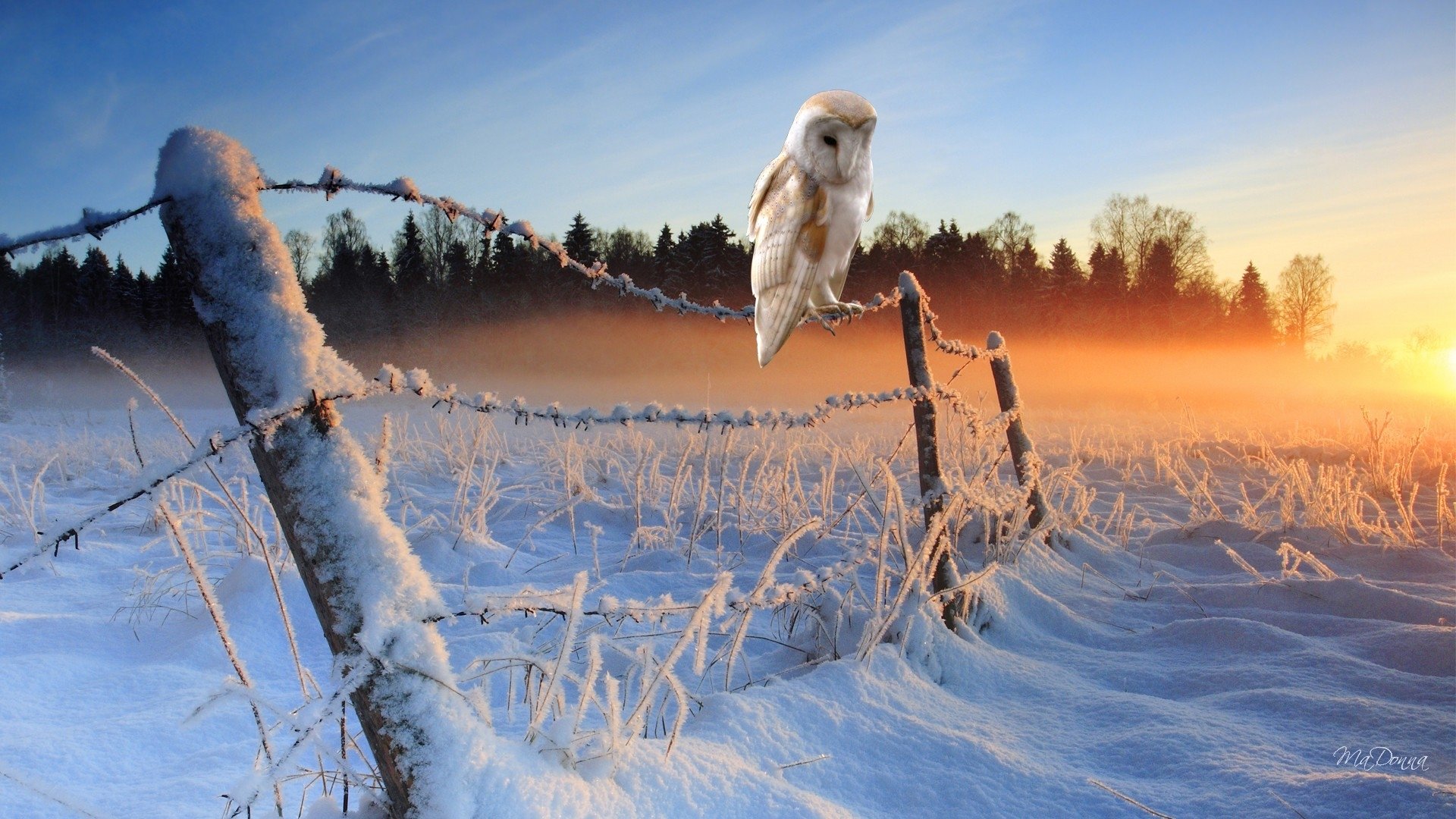 Free download Barn Owl background ID:81546 hd 1920x1080 for PC