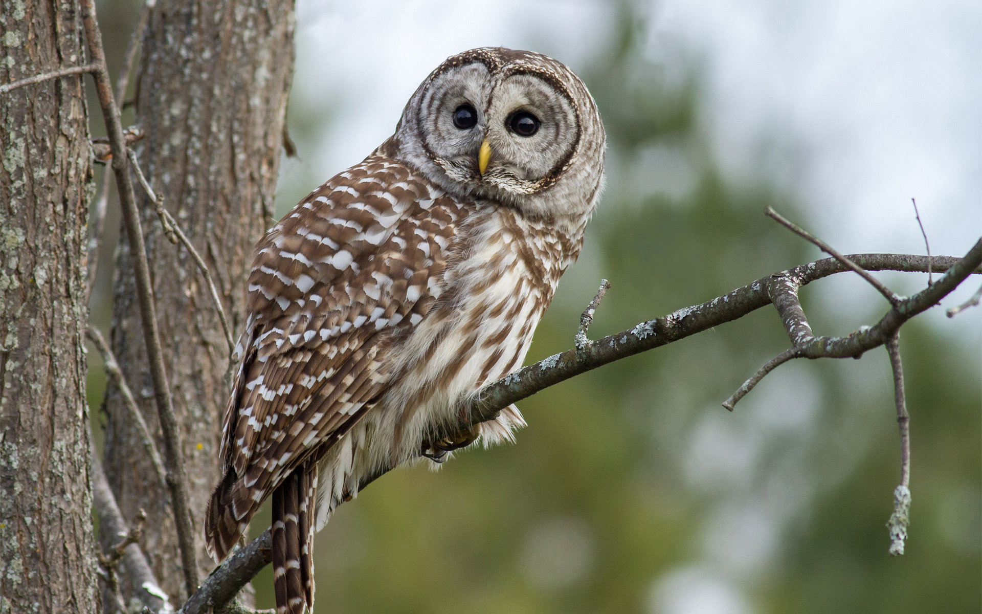 High resolution Barred Owl hd 1920x1200 background ID:91352 for PC