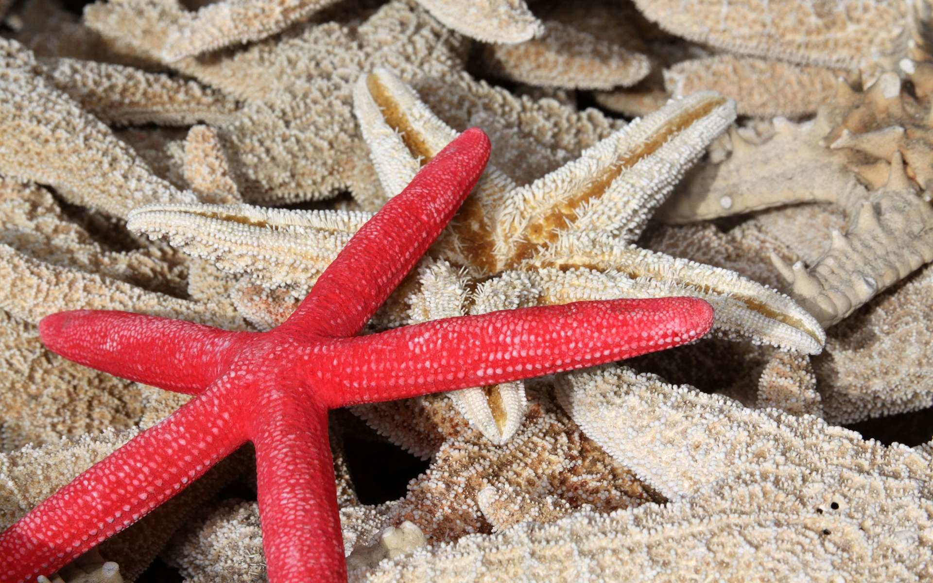 Best Starfish background ID:29692 for High Resolution hd 1920x1200 PC