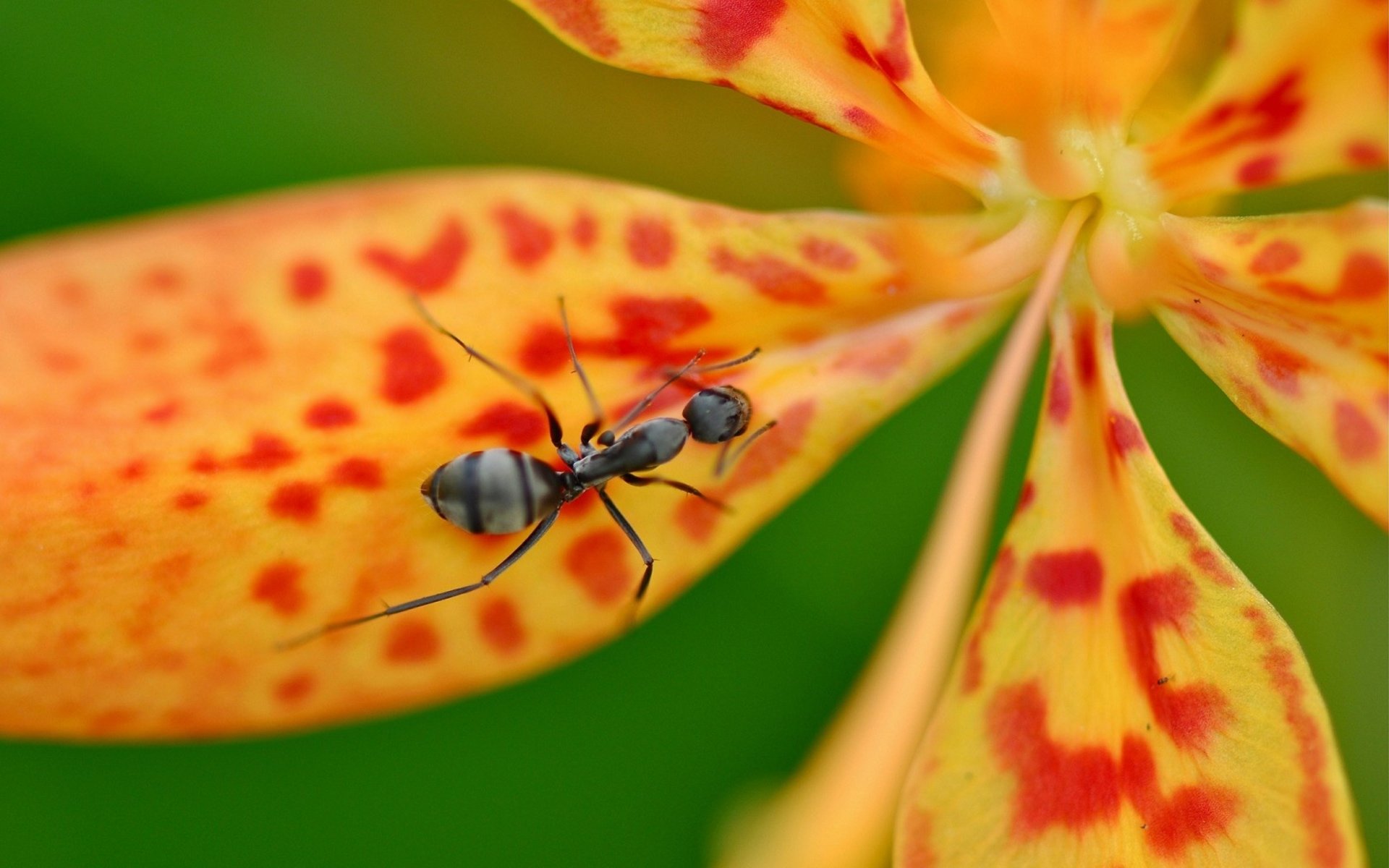 Awesome Ant free background ID:401337 for hd 1920x1200 computer