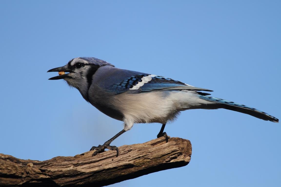High resolution Blue Jay hd 1152x768 background ID:158396 for computer