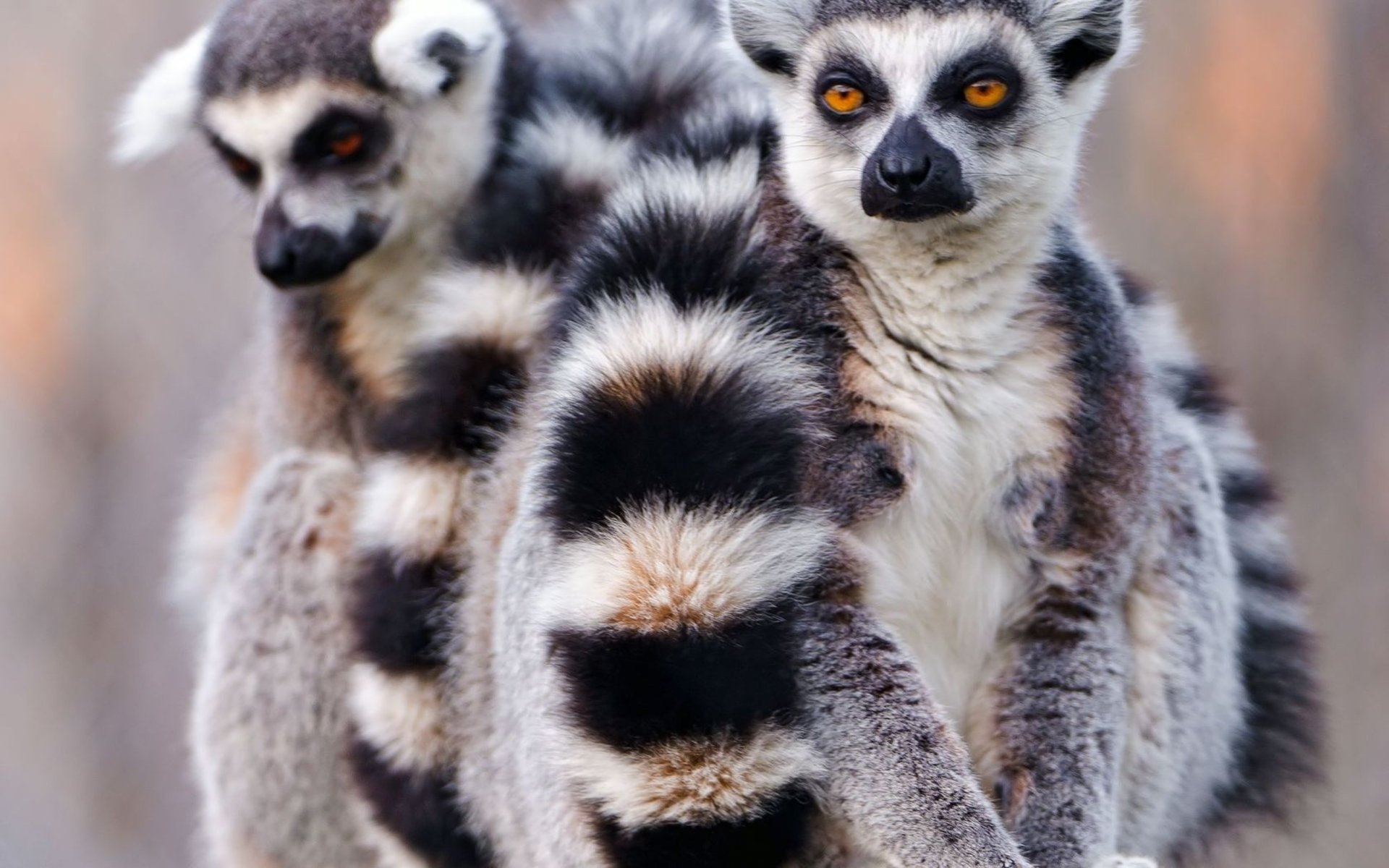 Free download Lemur background ID:53178 hd 1920x1200 for PC