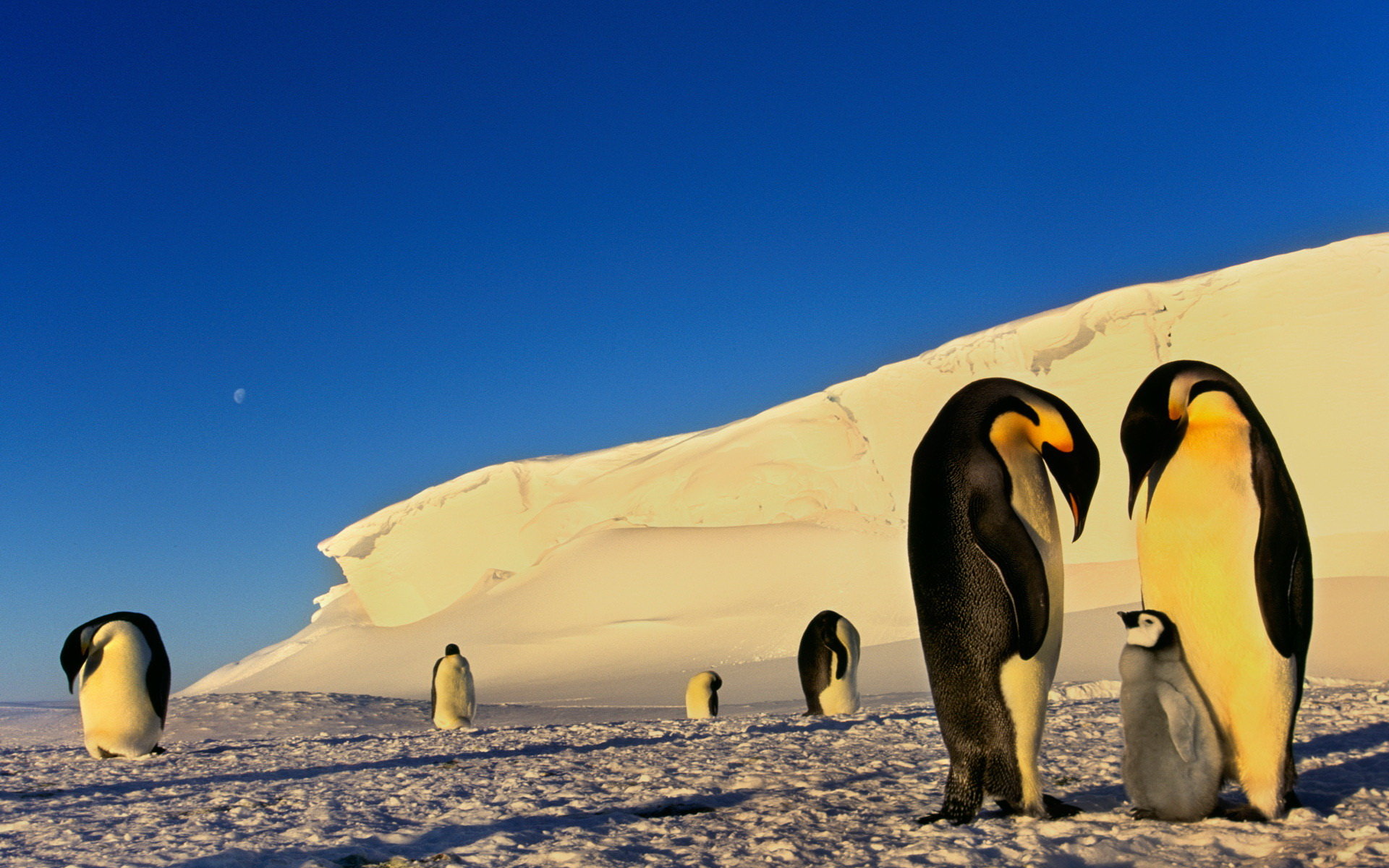 Free download Emperor Penguin background ID:47928 hd 1920x1200 for computer