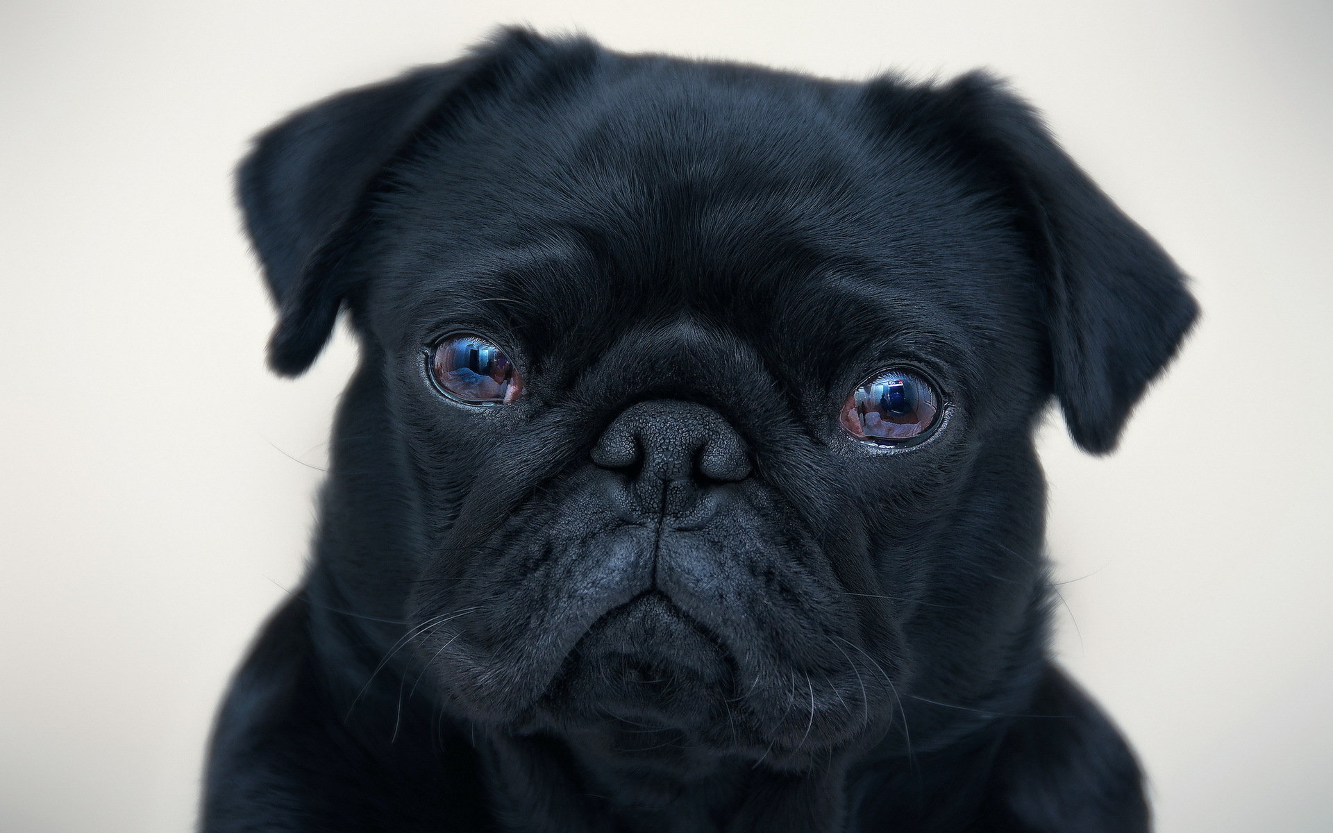High resolution Pug hd 1920x1200 background ID:282849 for PC