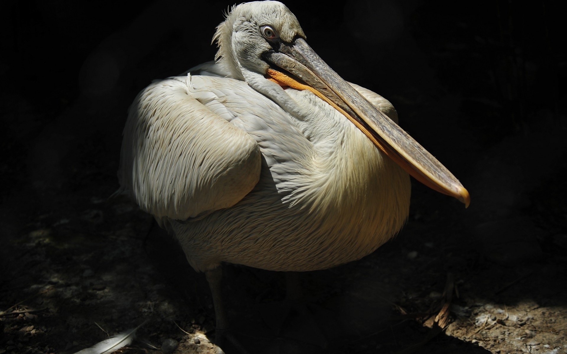 Best Pelican background ID:189531 for High Resolution hd 1920x1200 computer