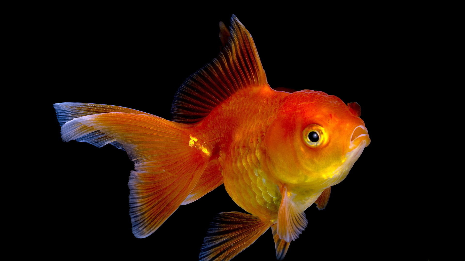 Best Goldfish wallpaper ID:464095 for High Resolution 1080p PC