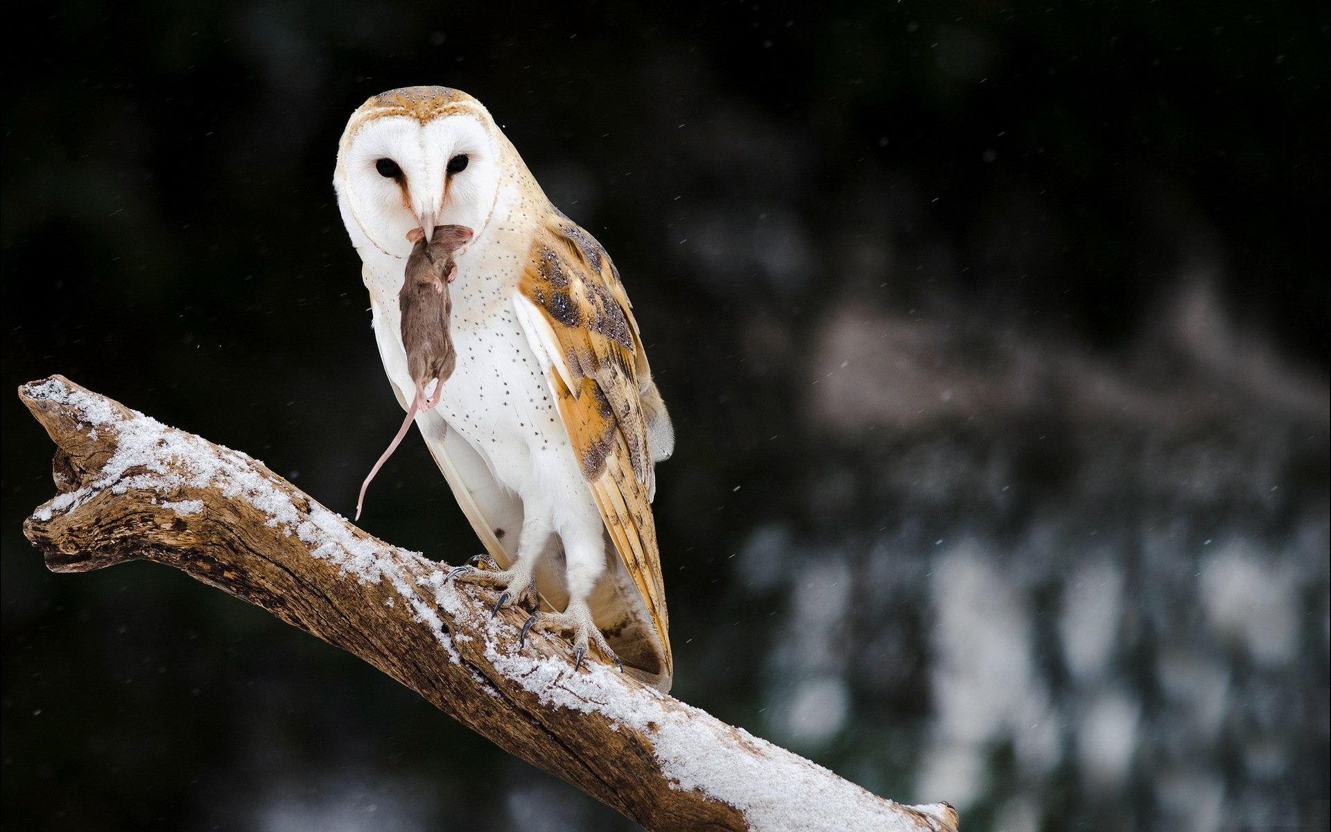 Awesome Barn Owl free background ID:81548 for hd 1920x1200 computer