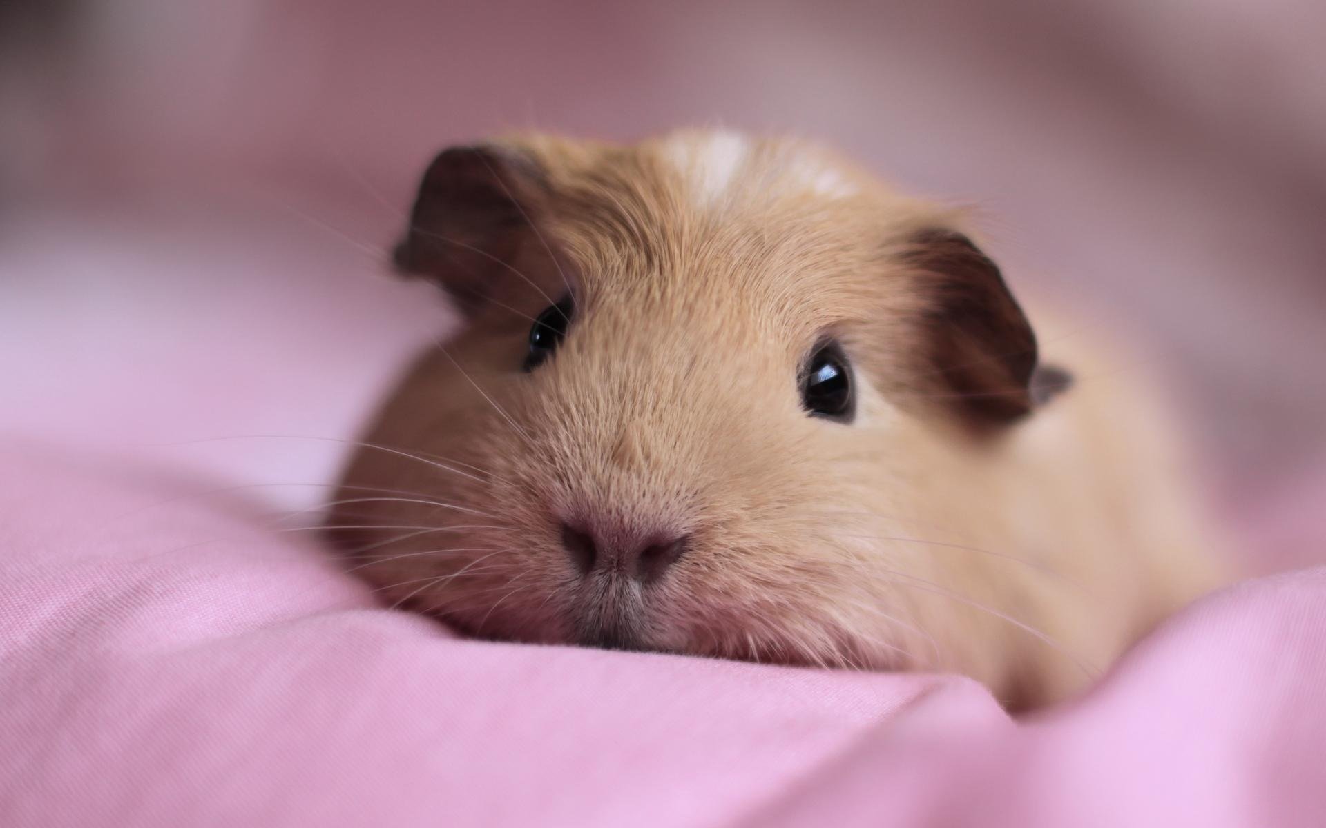 Awesome Guinea Pig free wallpaper ID:270952 for hd 1920x1200 desktop