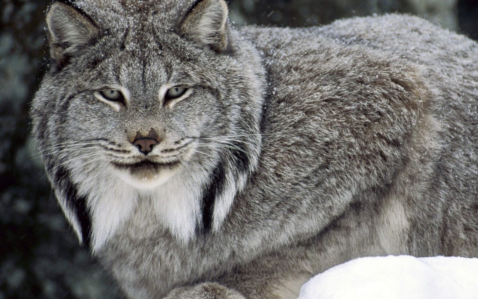 Download hd 1920x1200 Lynx computer background ID:105899 for free