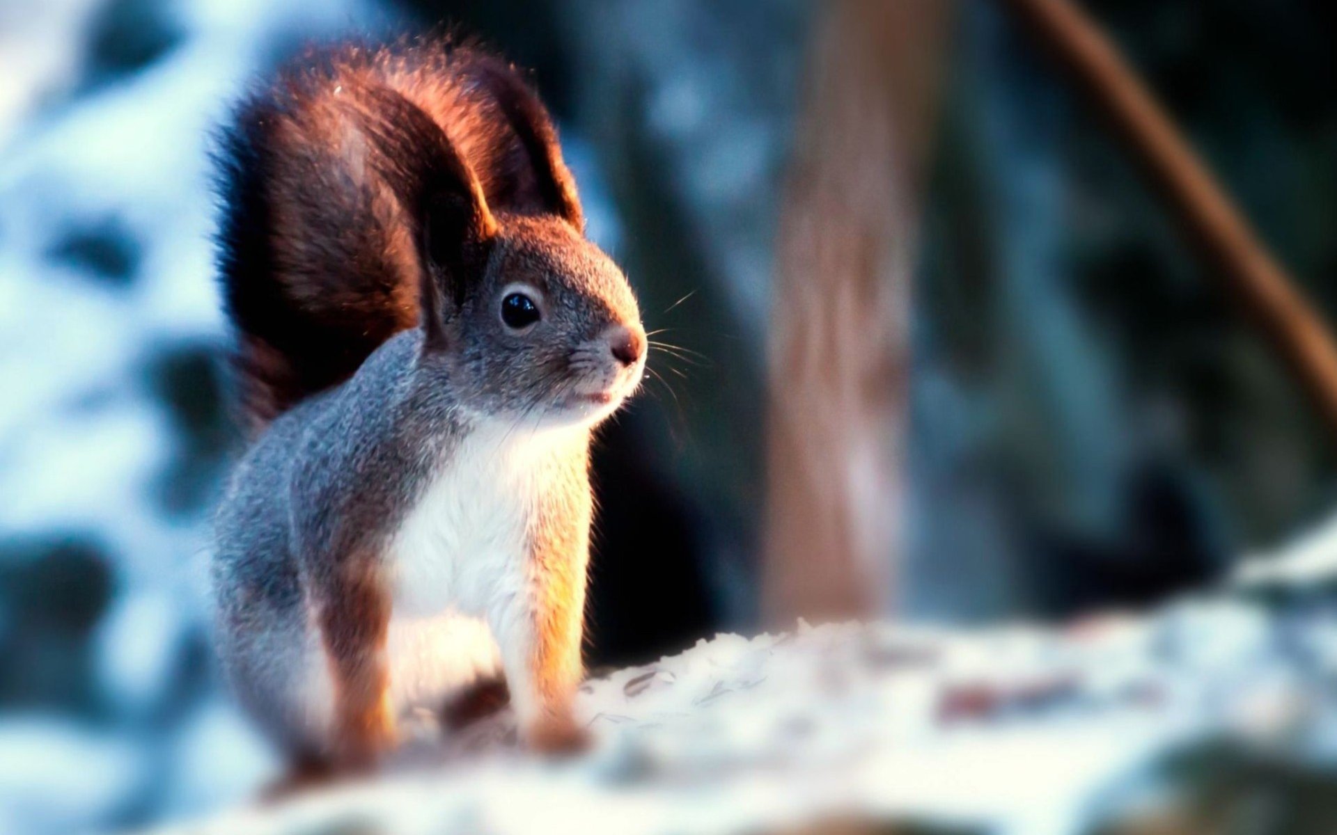 Download hd 1920x1200 Squirrel PC wallpaper ID:311721 for free