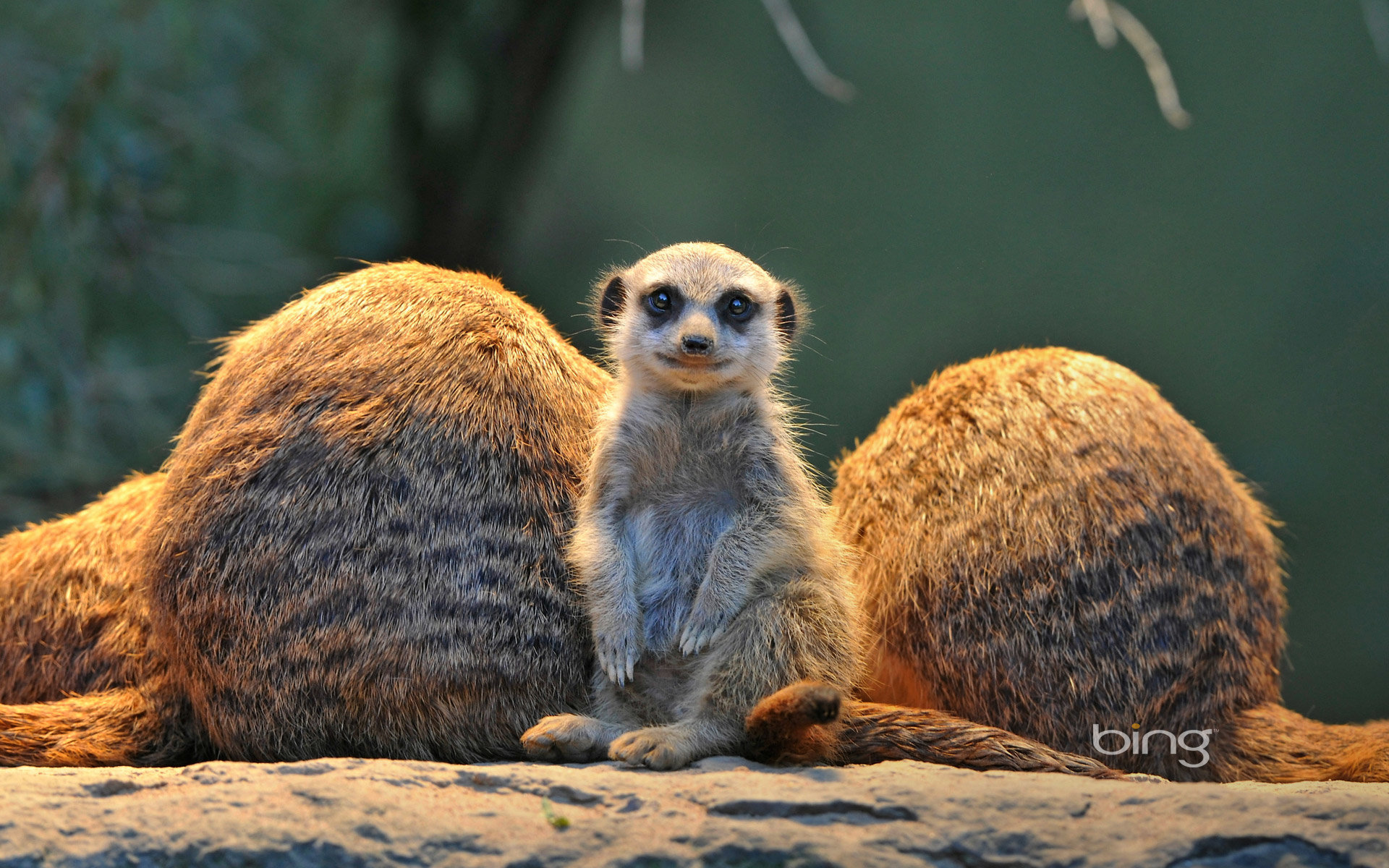 Download hd 1920x1200 Meerkat PC background ID:164545 for free