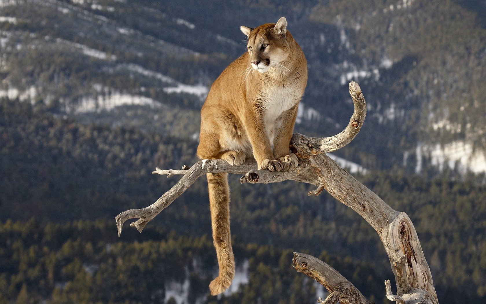 Free download Mountain Lion wallpaper ID:20632 hd 1680x1050 for PC