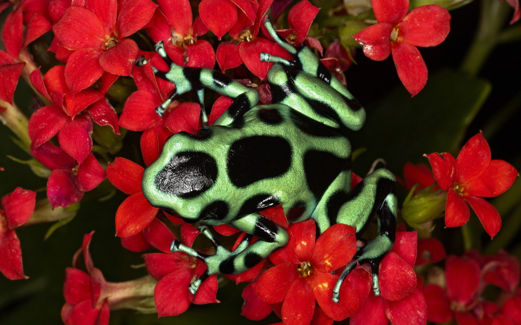 Awesome Poison Dart Frog free background ID:253491 for hd 1680x1050 desktop