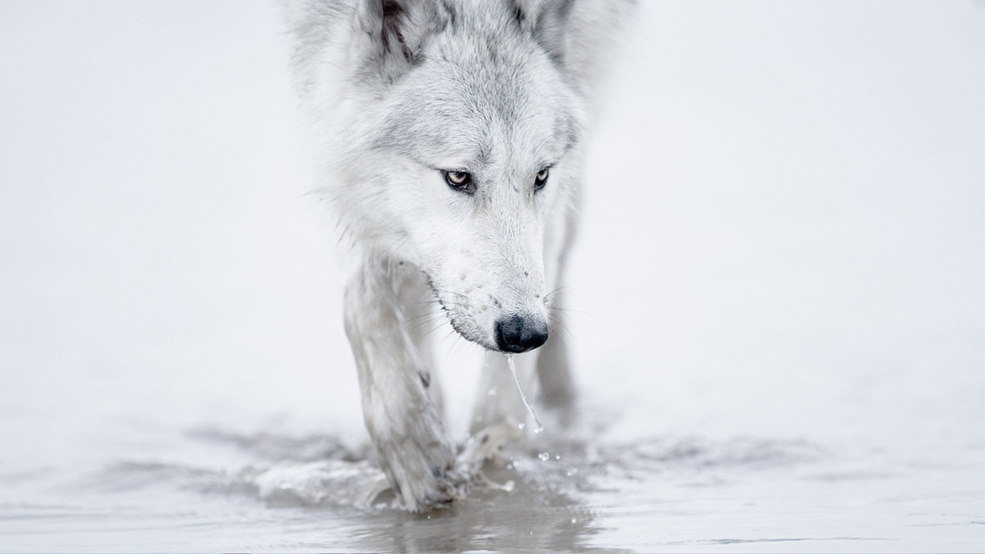 Download full hd Wolf computer background ID:117956 for free