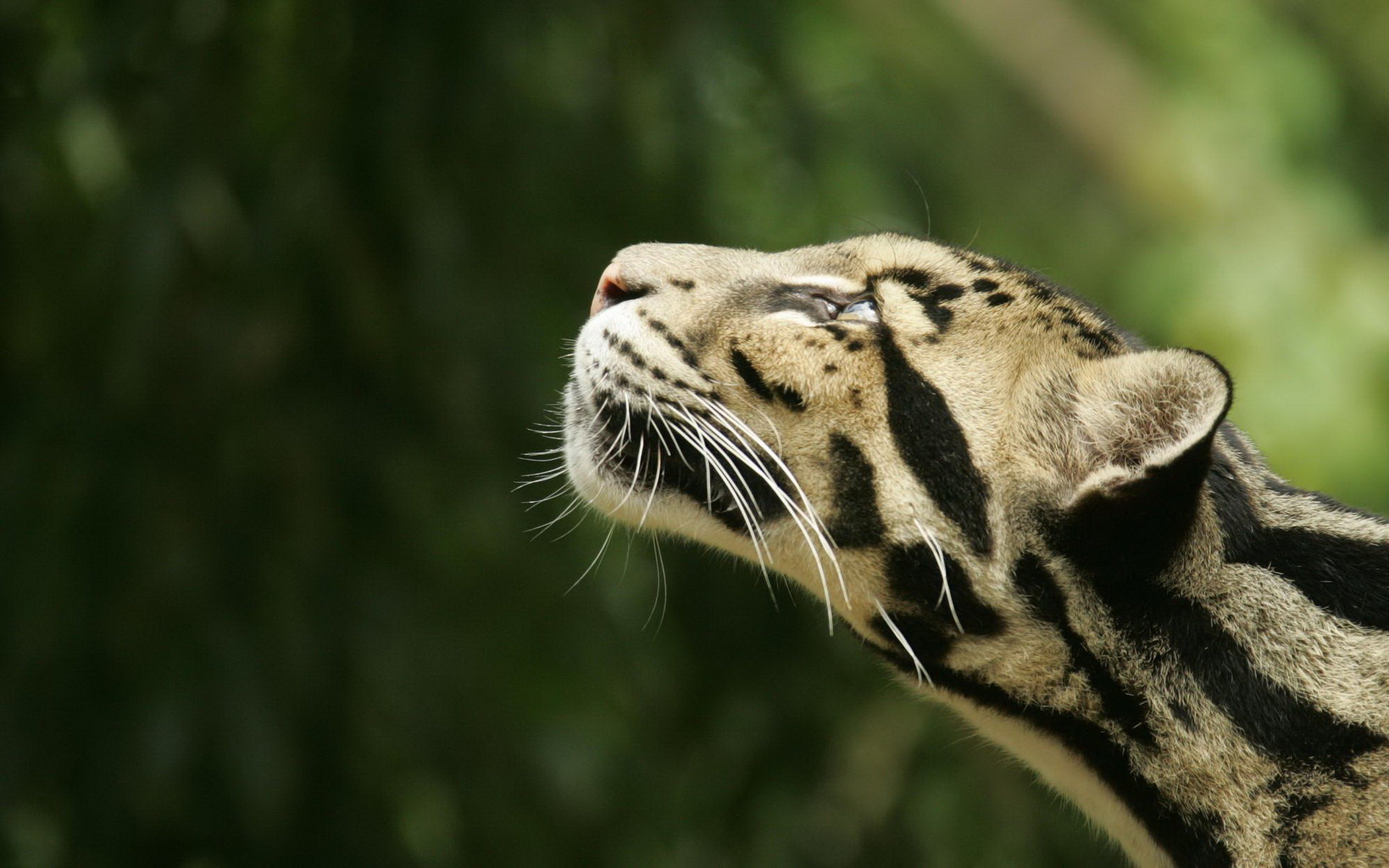 Best Clouded Leopard wallpaper ID:260353 for High Resolution hd 1920x1200 PC