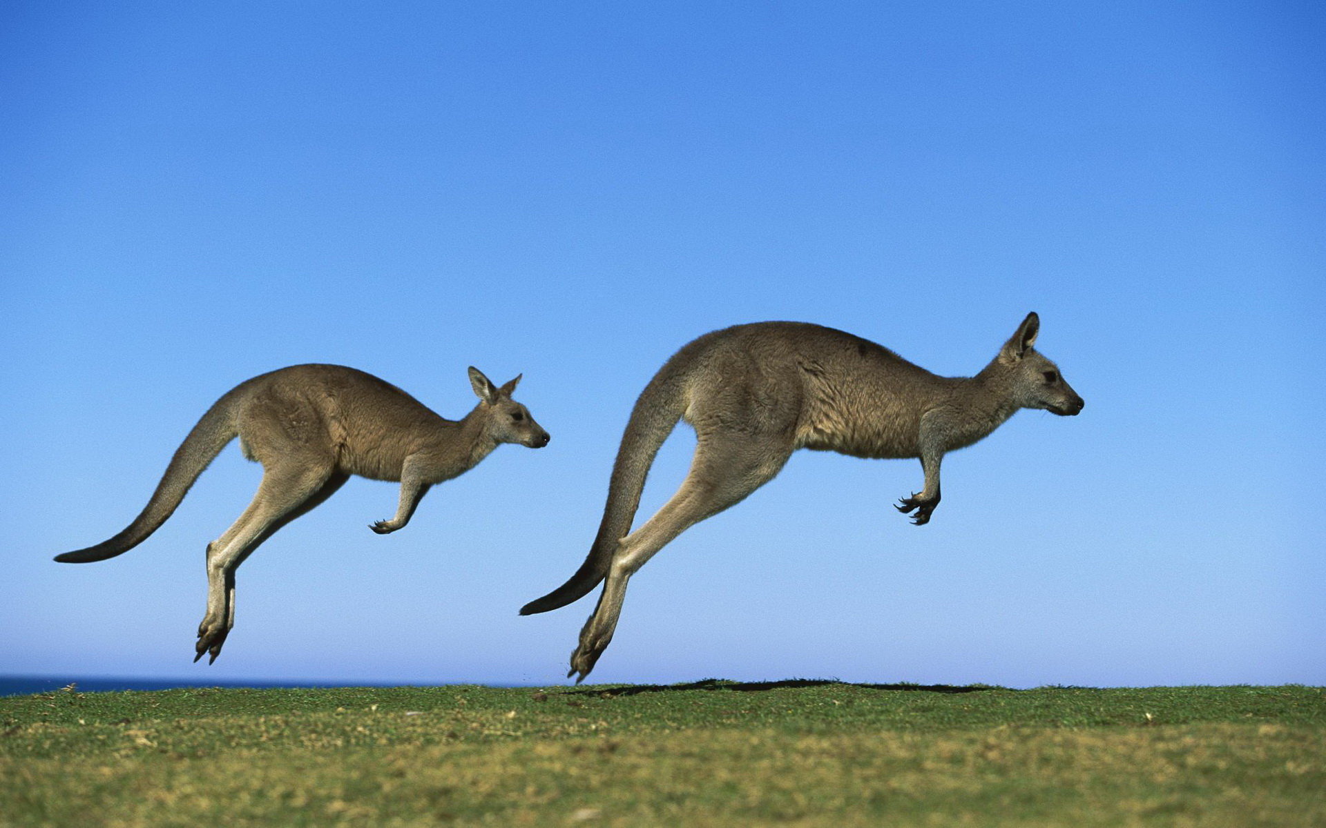 Awesome Kangaroo free background ID:122518 for hd 1920x1200 computer