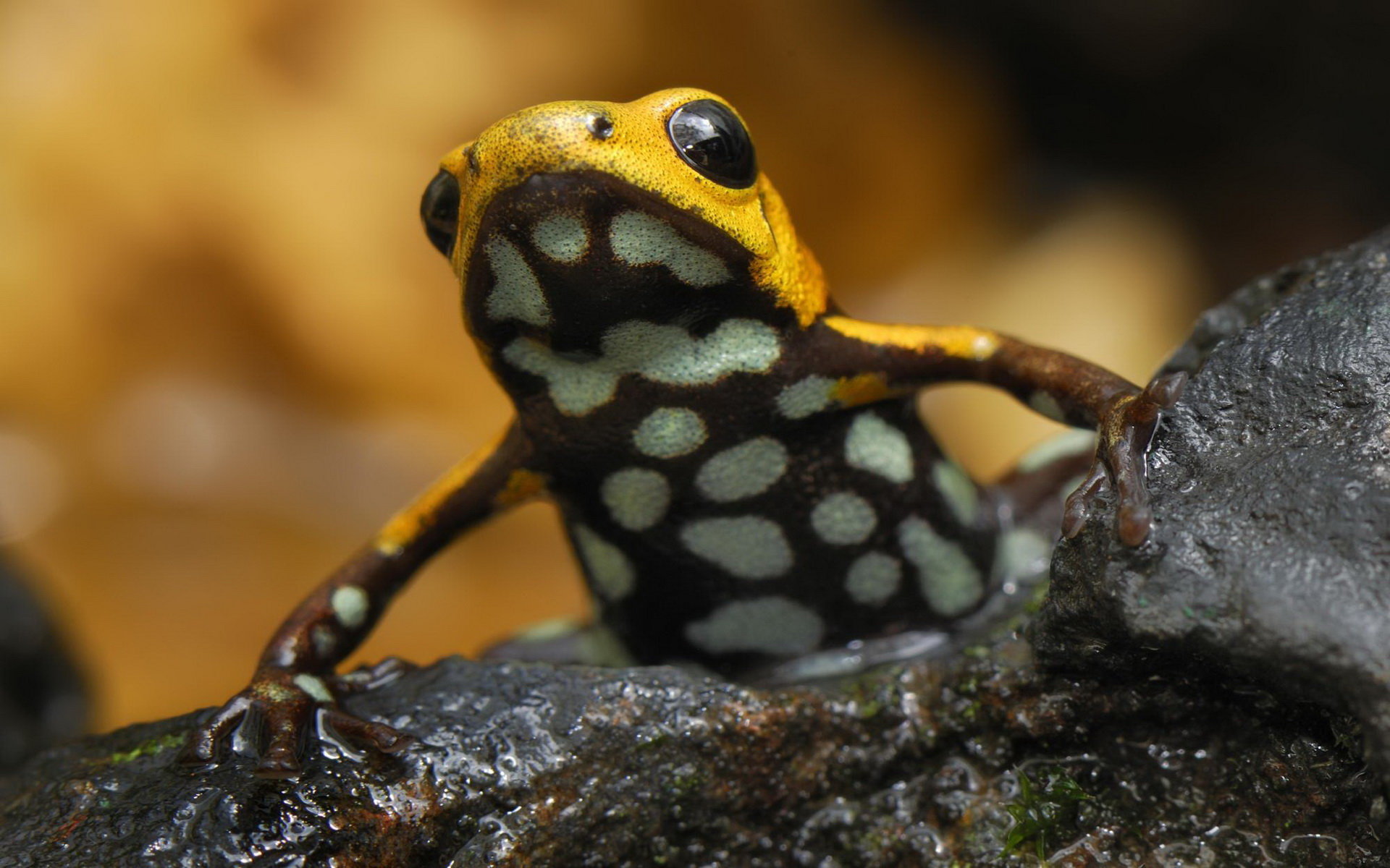 Best Poison Dart Frog background ID:253503 for High Resolution hd 1920x1200 PC