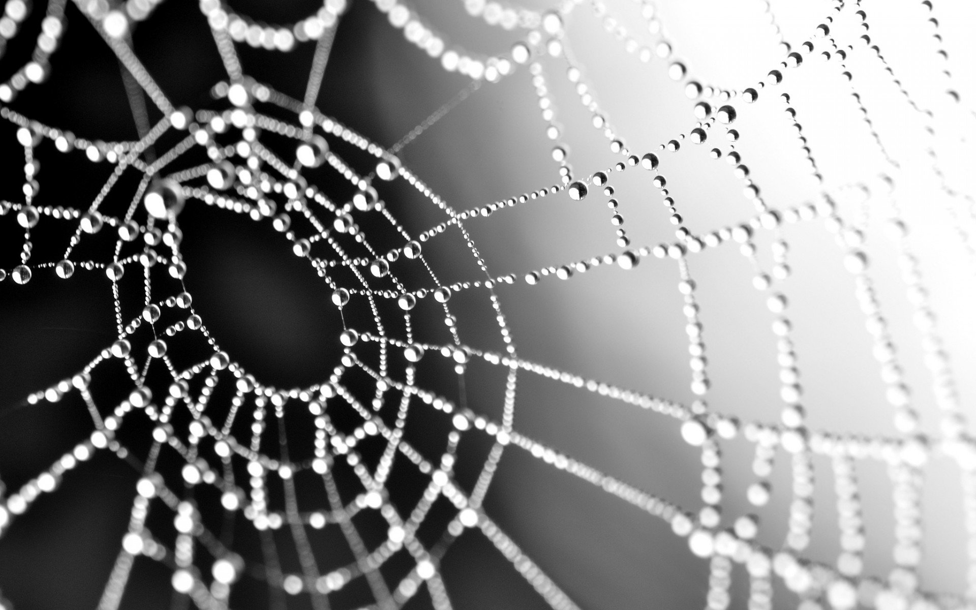 Awesome Spider Web free wallpaper ID:184745 for hd 1920x1200 desktop