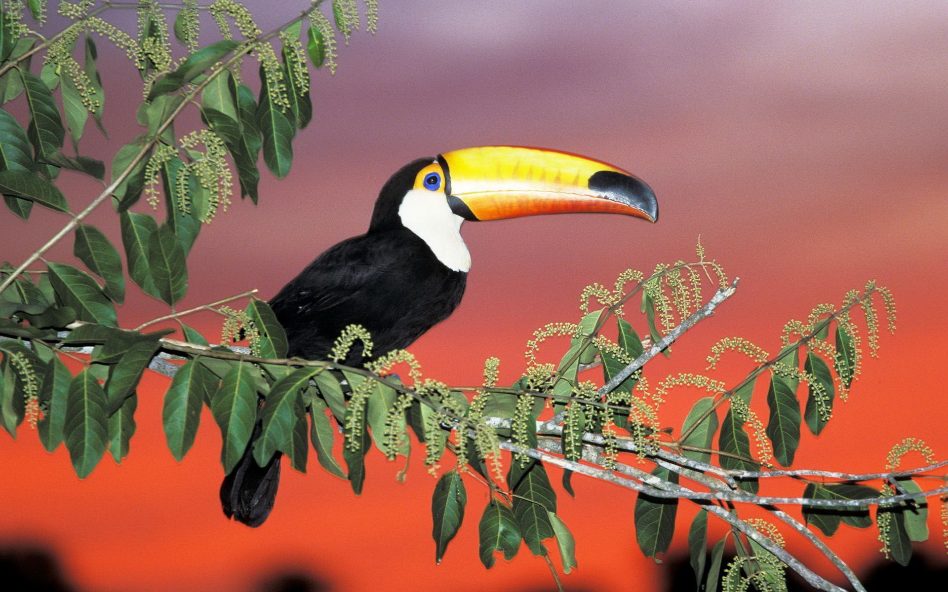 Free Toucan high quality background ID:57295 for hd 1920x1200 PC