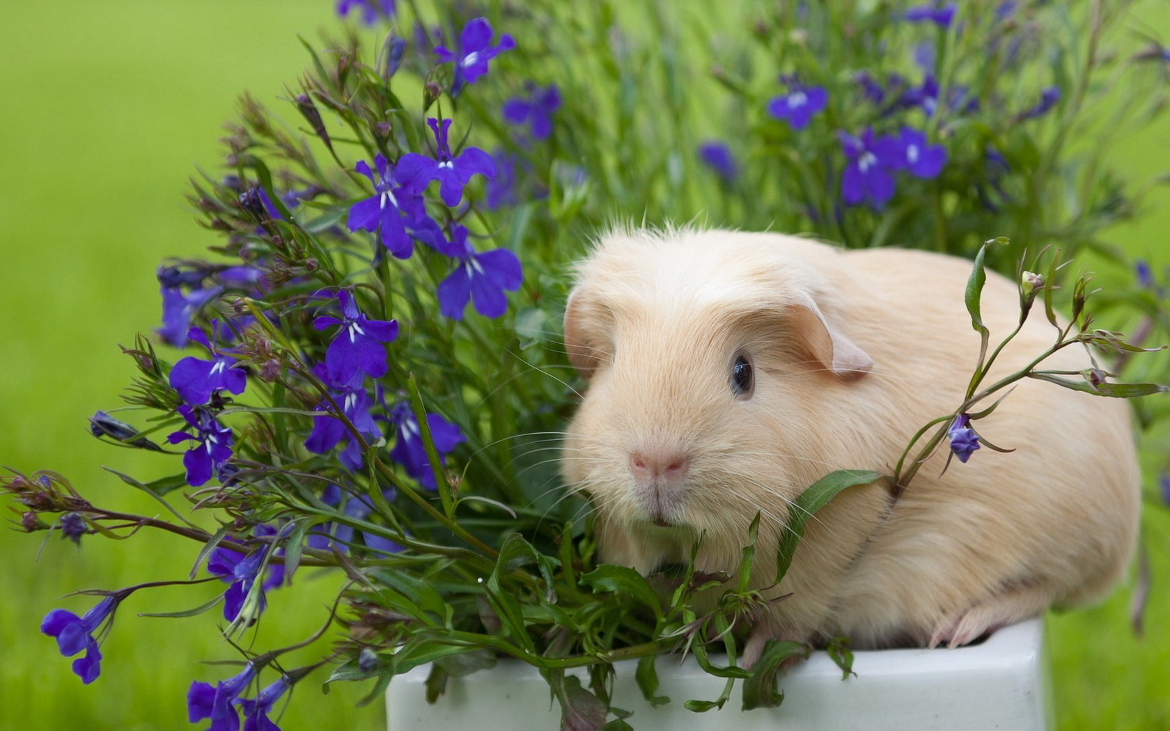 Free Guinea Pig high quality background ID:270979 for hd 1680x1050 desktop