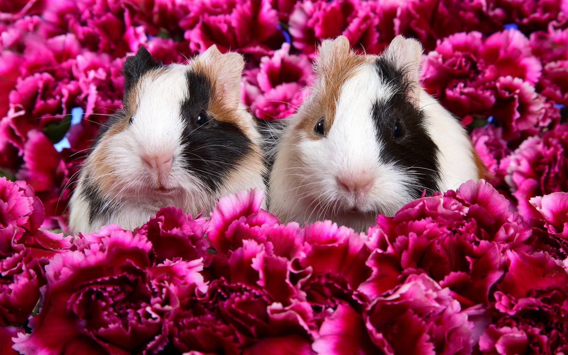 Download hd 1920x1200 Guinea Pig computer wallpaper ID:270980 for free