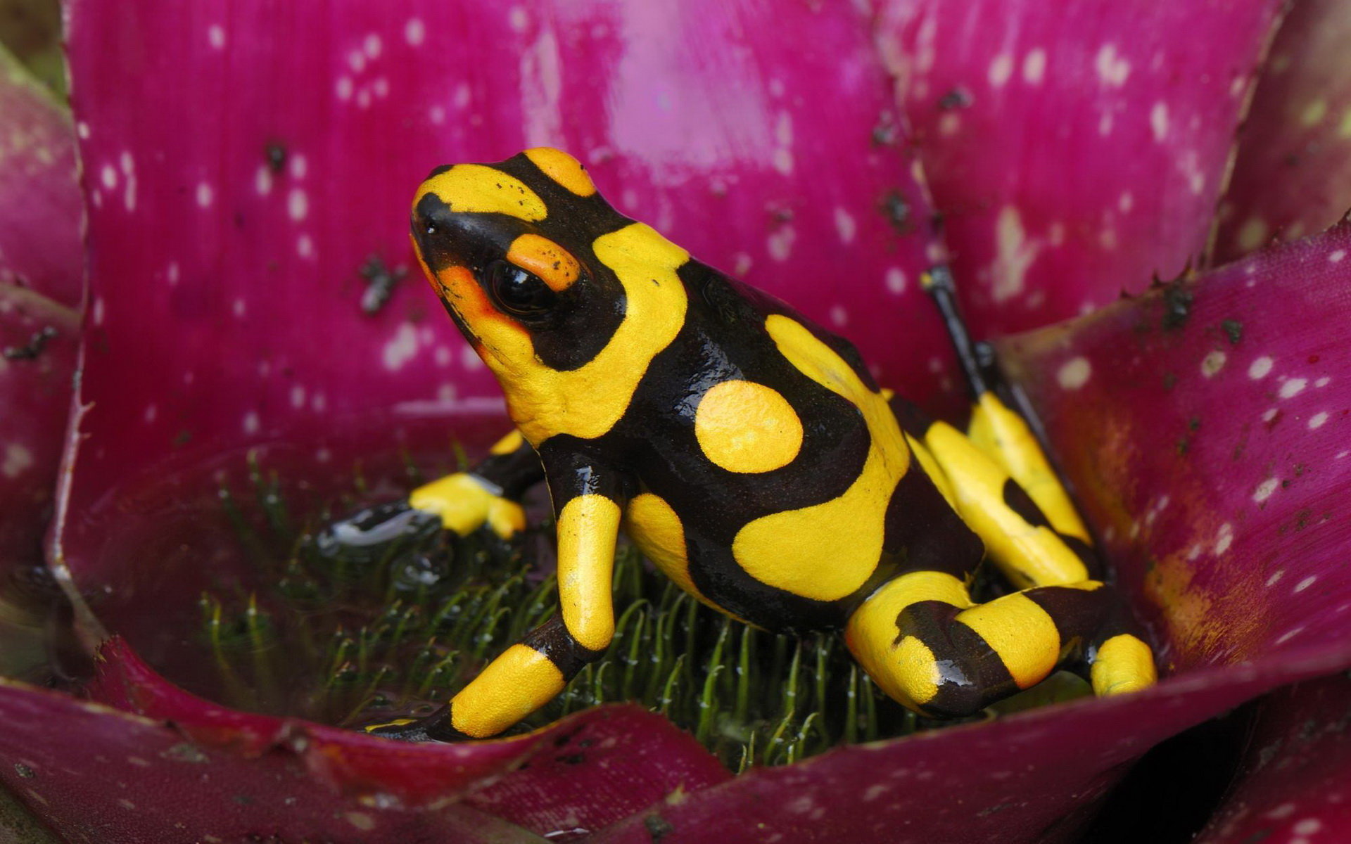 Awesome Poison Dart Frog free wallpaper ID:253506 for hd 1920x1200 desktop