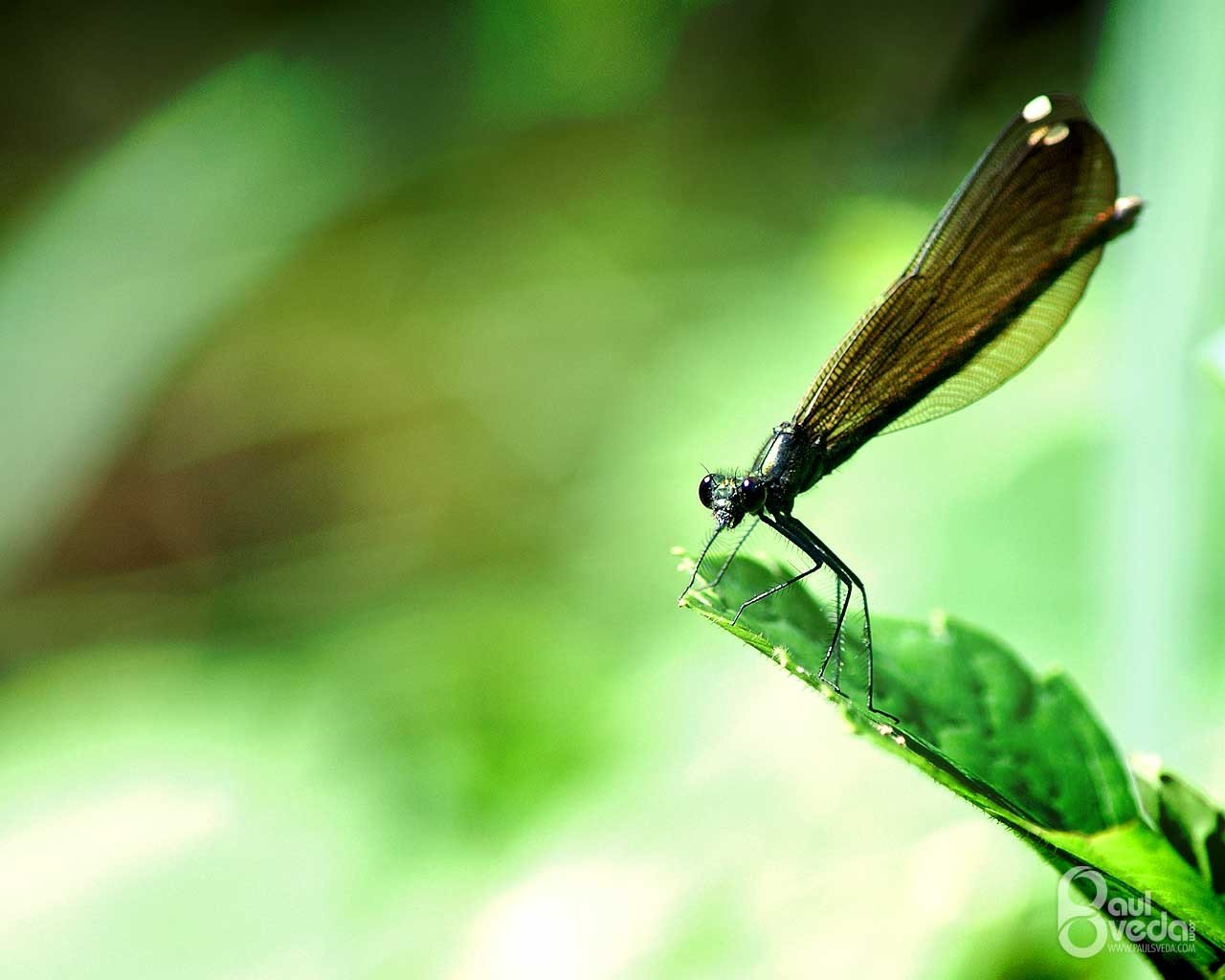 Free Dragonfly high quality background ID:467537 for hd 1280x1024 PC