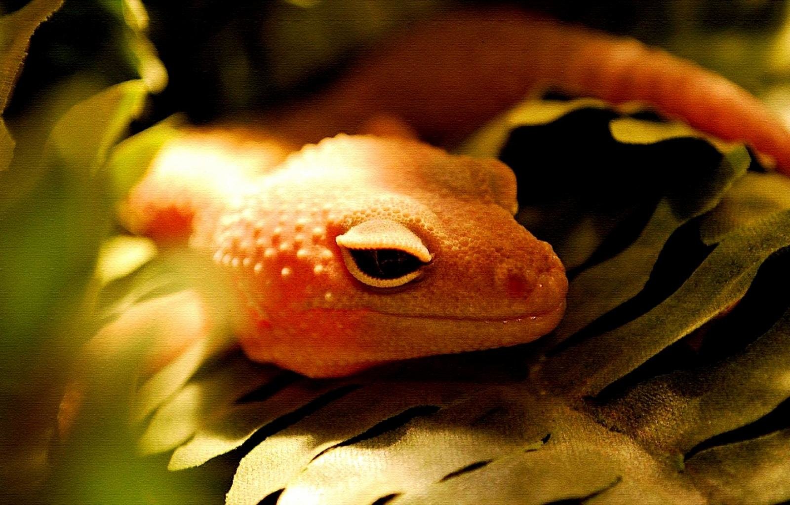 Awesome Gecko free wallpaper ID:114544 for hd 1600x1024 PC