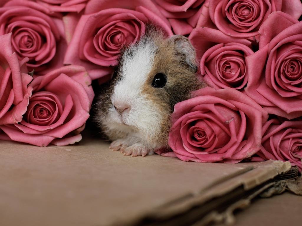 Awesome Guinea Pig free background ID:270969 for hd 1024x768 computer