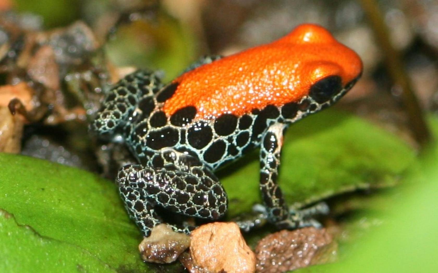 High resolution Poison Dart Frog hd 1680x1050 background ID:253502 for computer