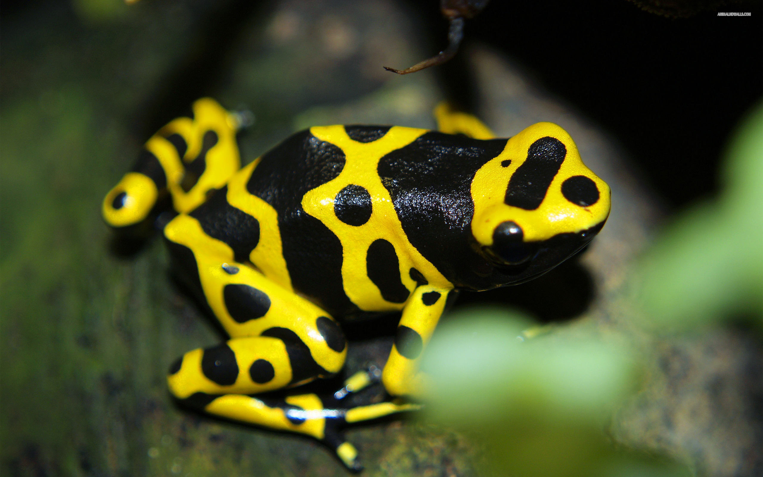 Best Poison Dart Frog background ID:253493 for High Resolution hd 2560x1600 computer