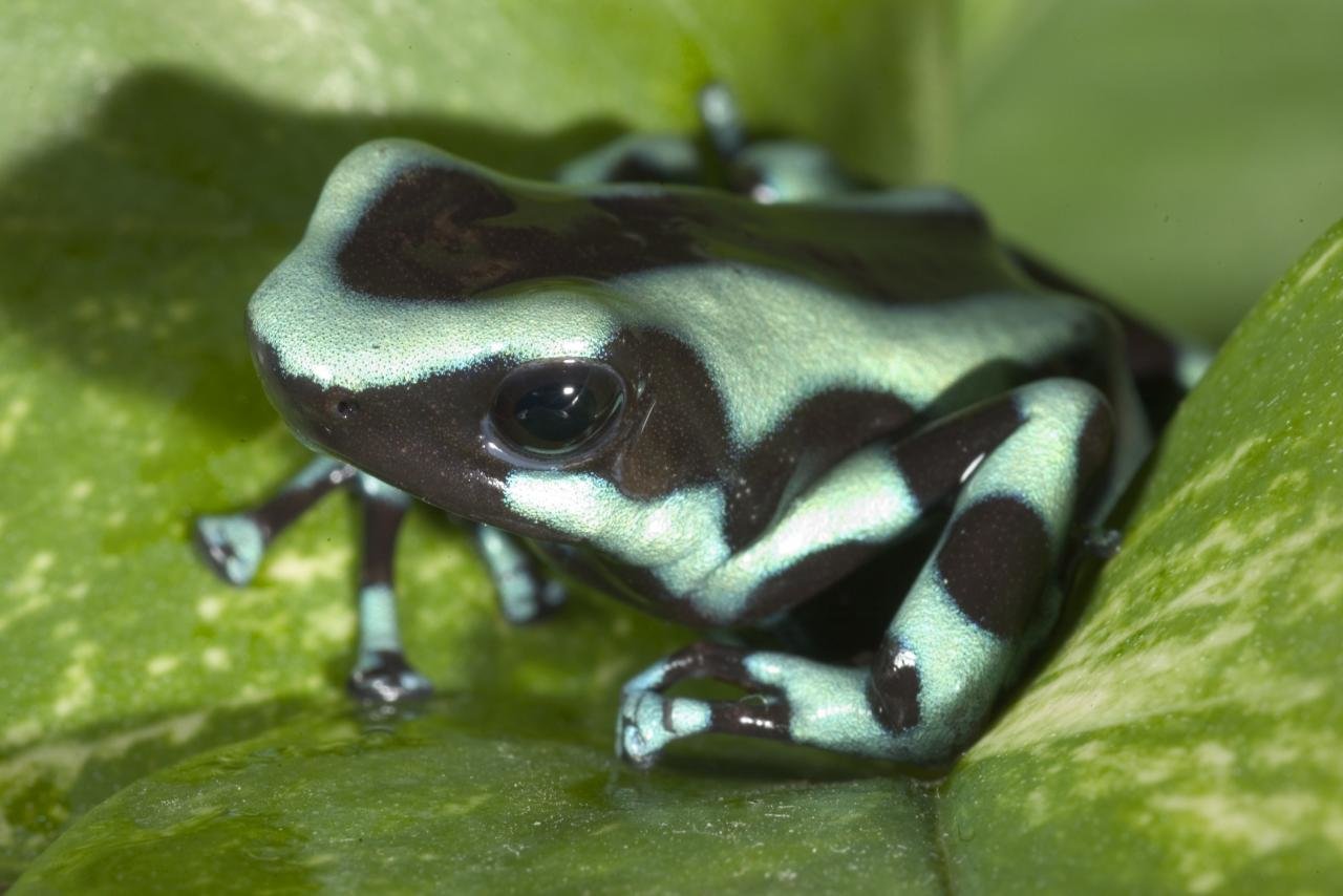 Awesome Poison Dart Frog free wallpaper ID:253501 for hd 1280x854 computer
