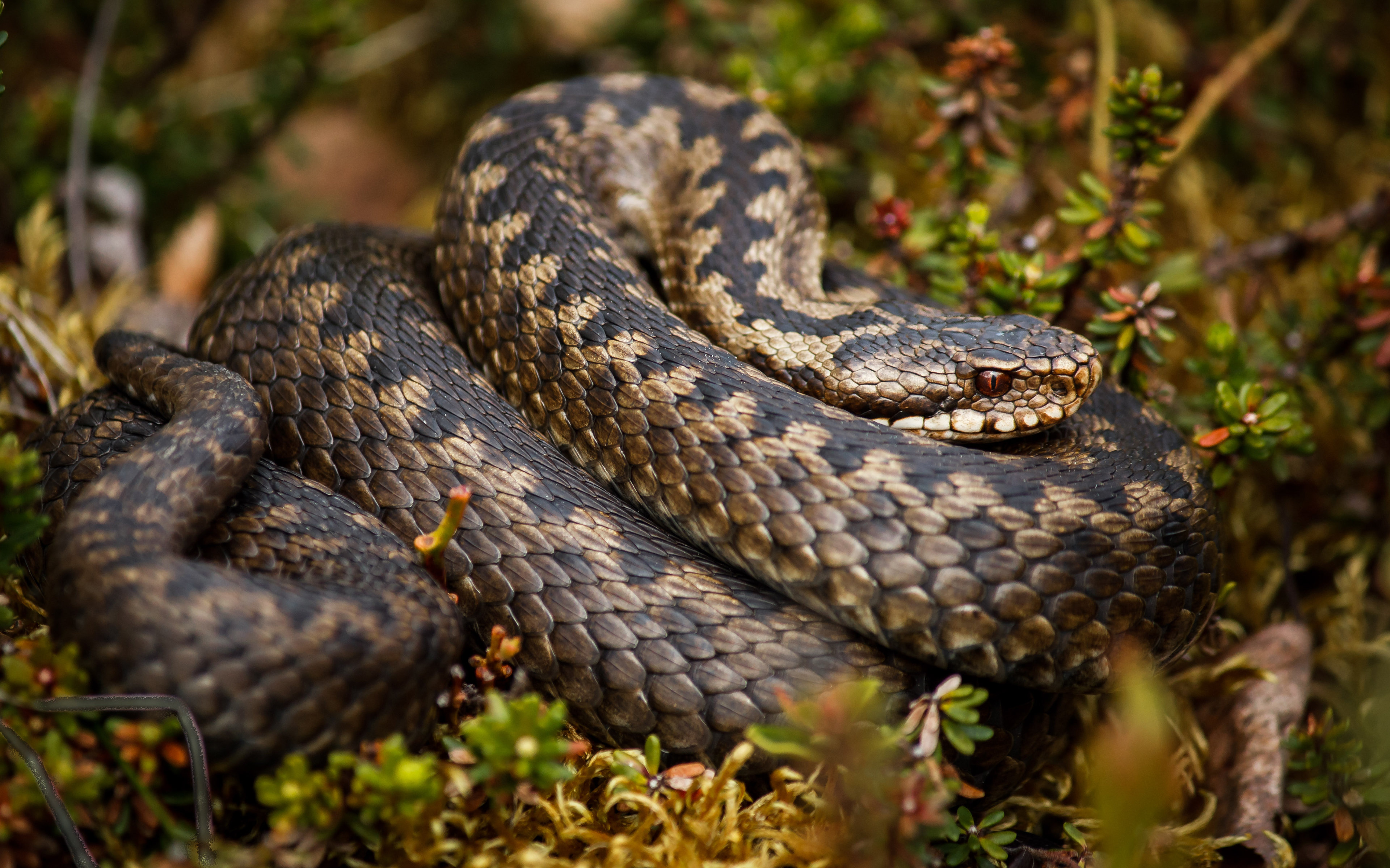 Awesome Rattlesnake free background ID:353136 for hd 3840x2400 desktop