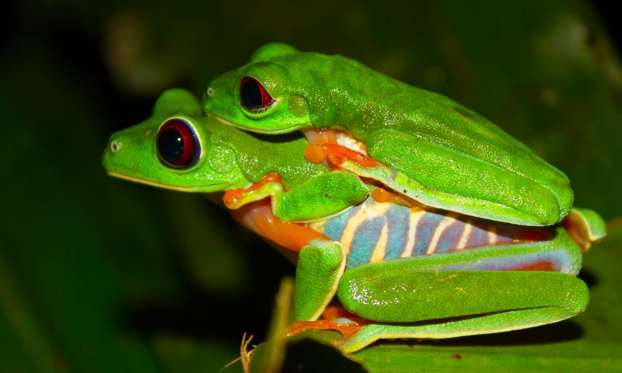 Download hd 1280x768 Red Eyed Tree Frog computer wallpaper ID:20217 for free