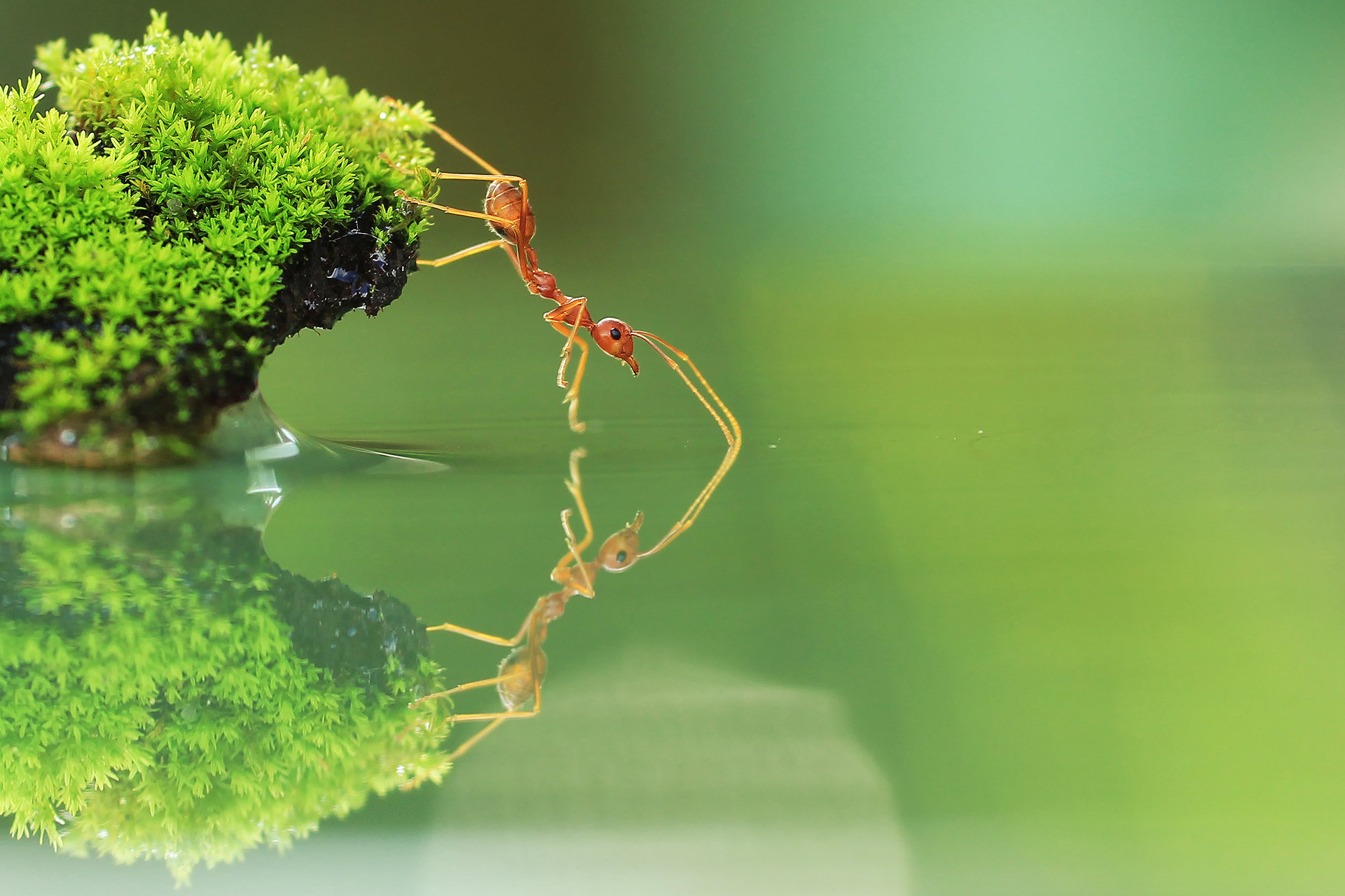 Free download Ant background ID:401347 hd 1920x1280 for desktop
