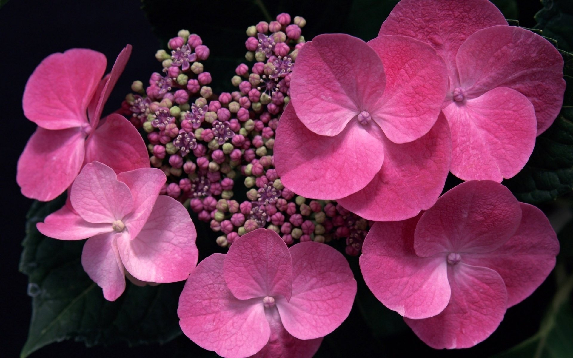 Awesome Hydrangea free background ID:282307 for hd 1920x1200 PC