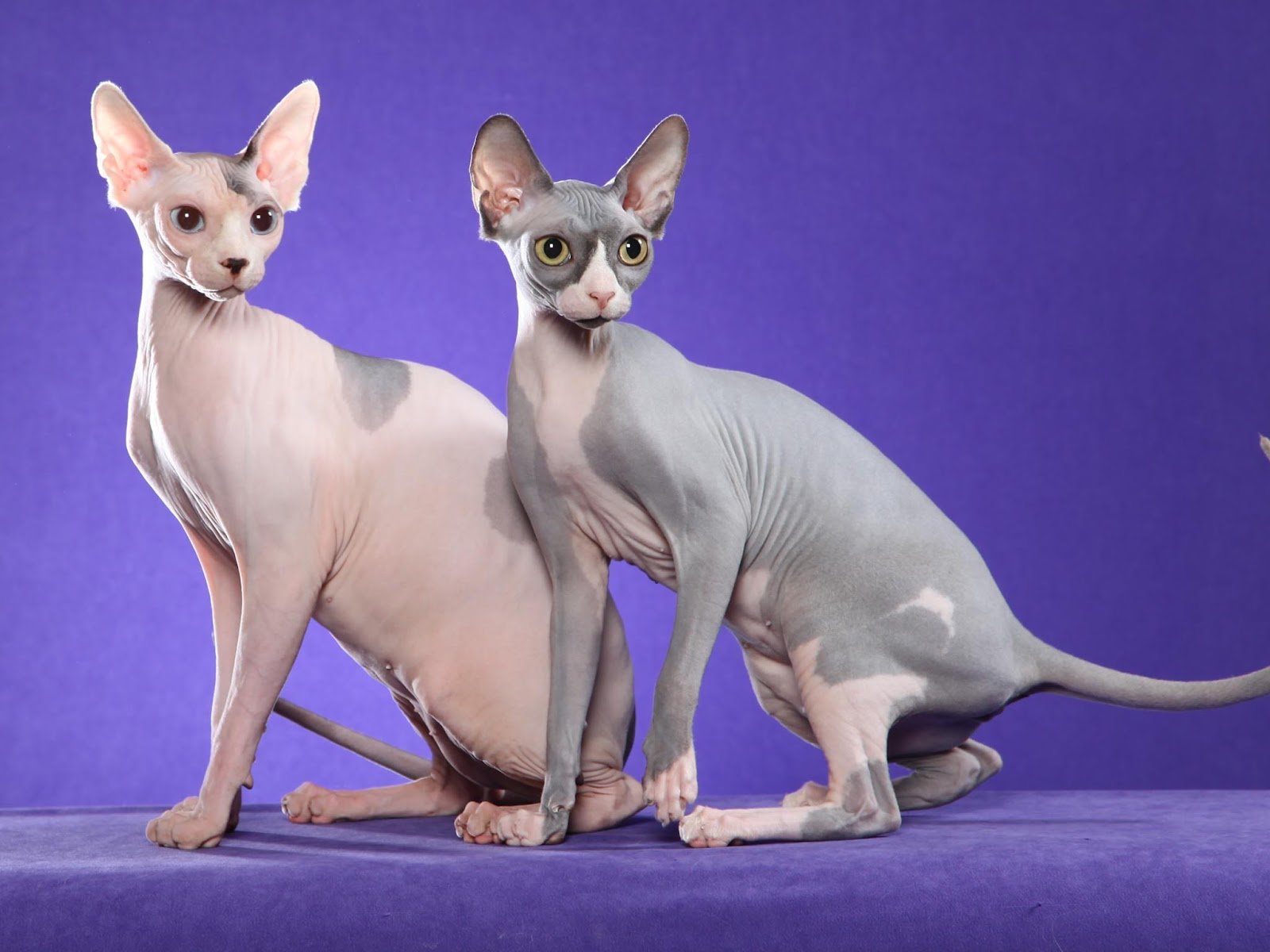 Awesome Sphynx Cat free wallpaper ID:449315 for hd 1600x1200 computer