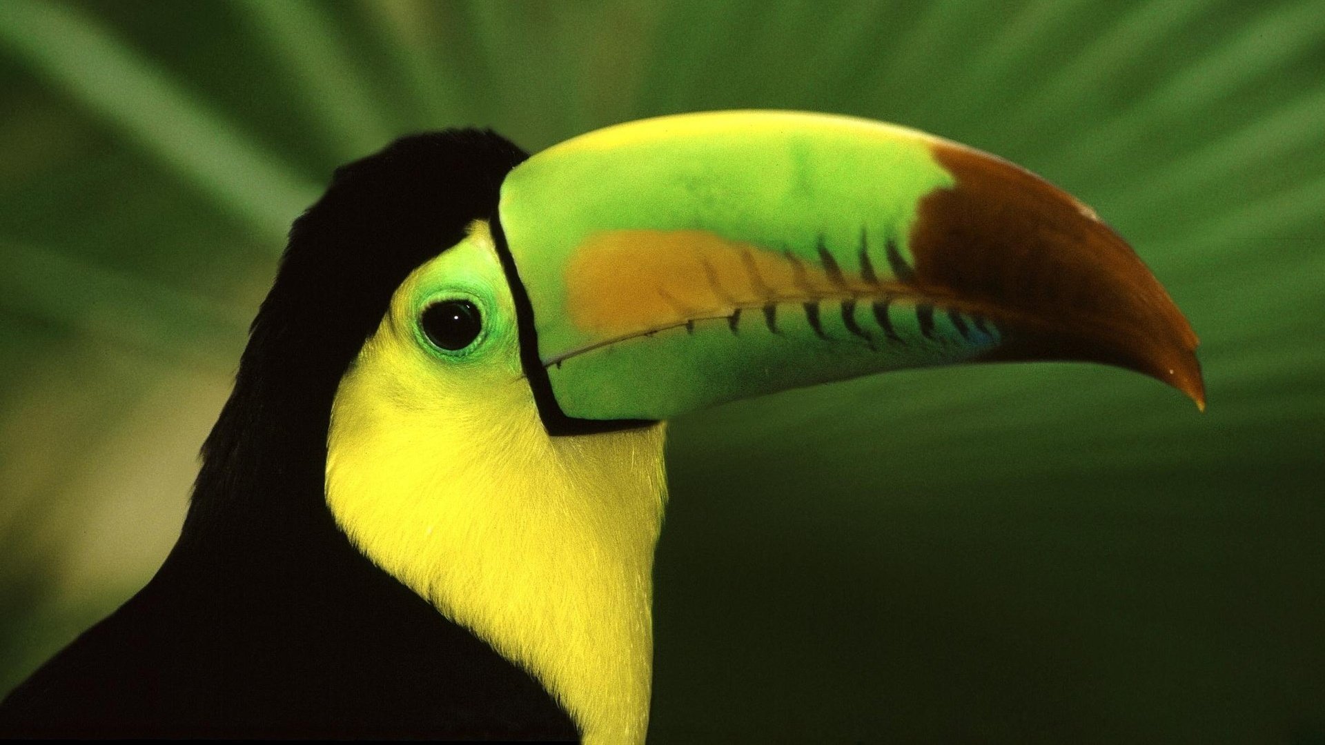 Best Toucan background ID:57307 for High Resolution full hd 1920x1080 PC
