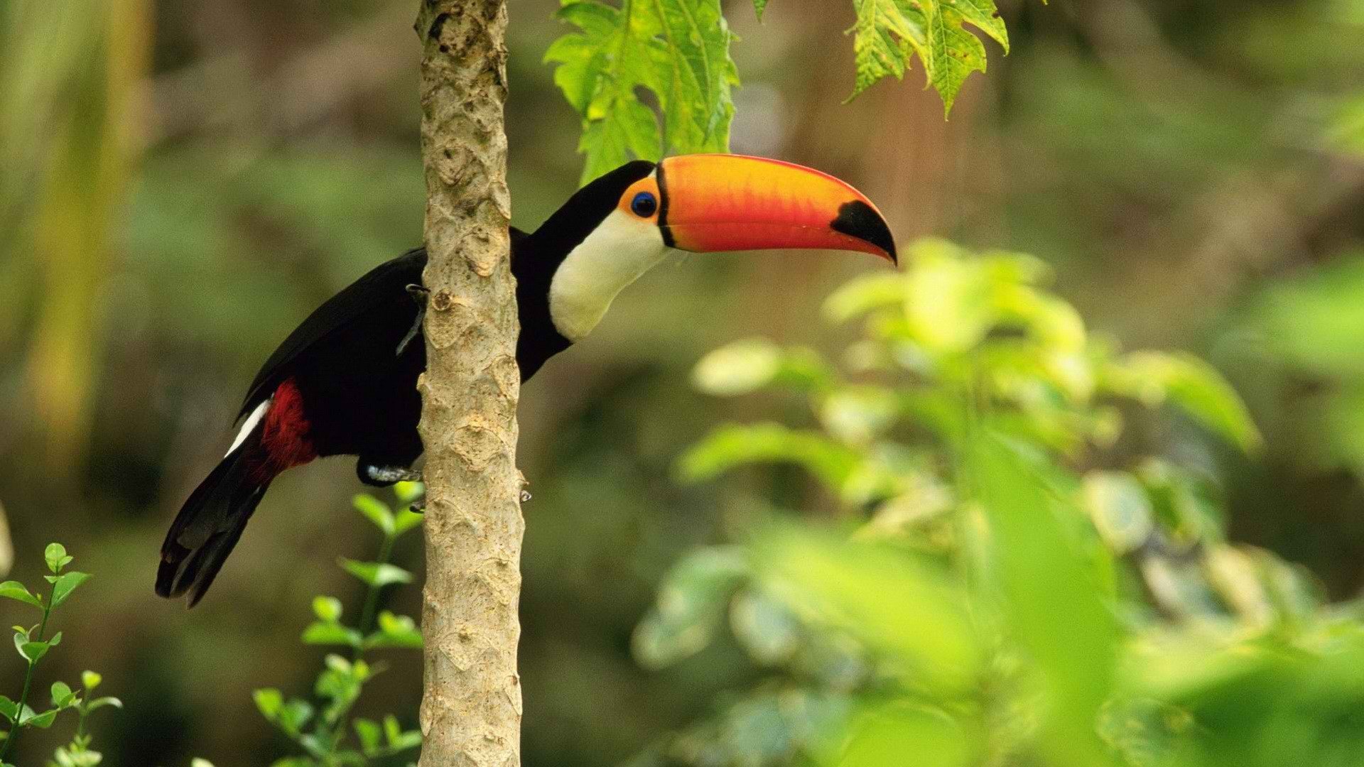 Best Toucan wallpaper ID:57320 for High Resolution hd 1080p computer