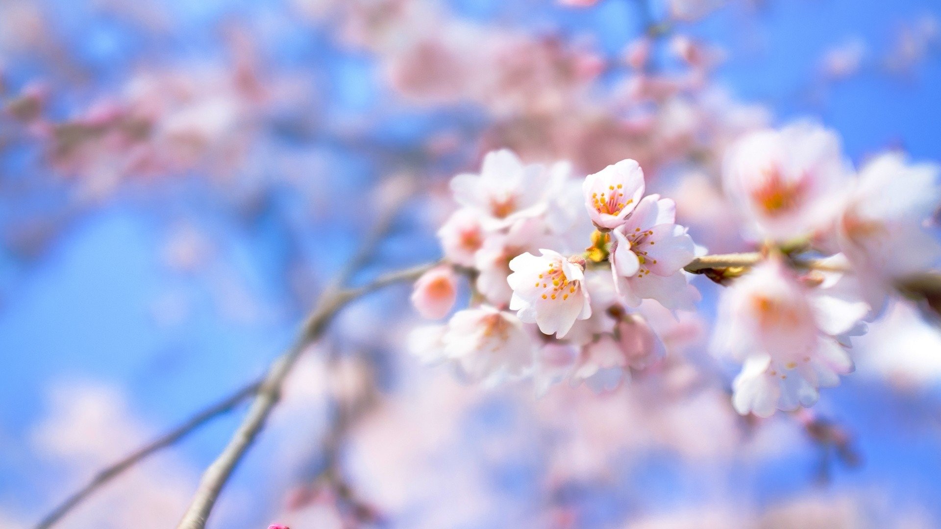 Best Blossom wallpaper ID:332711 for High Resolution full hd PC
