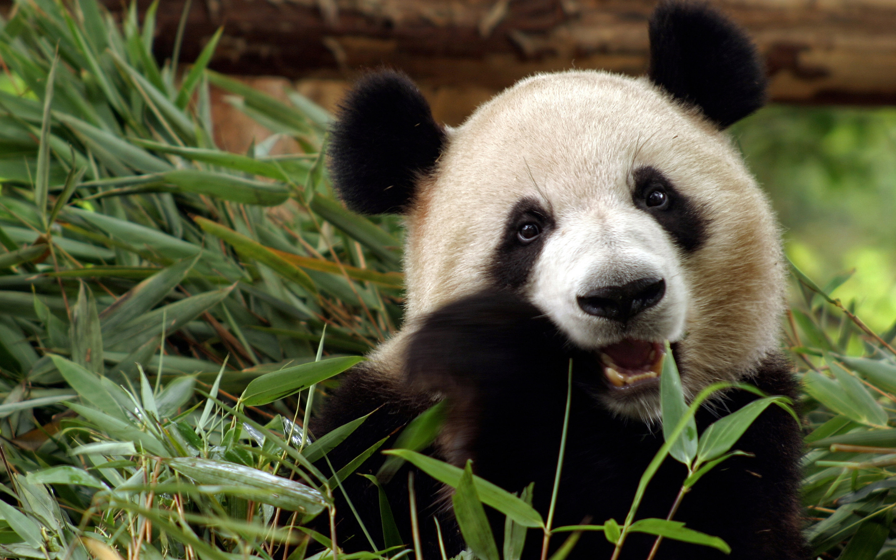 Best Panda background ID:300410 for High Resolution hd 2880x1800 PC