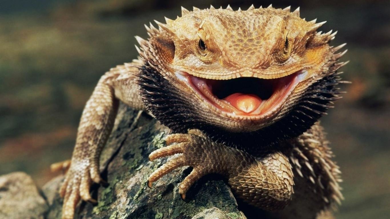 High resolution Bearded Dragon hd 1366x768 background ID:396846 for computer